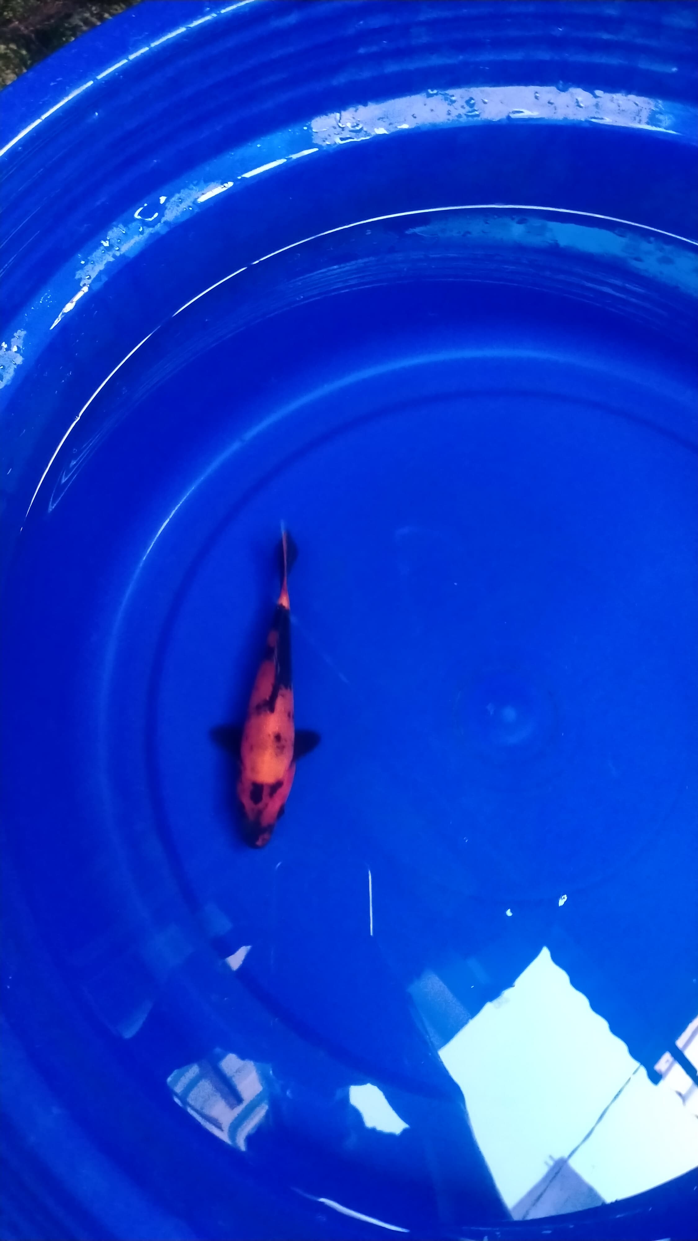 Ikan Koi HI UTSURI CALON JOSS 17cm, lelang koi HI UTSURI CALON JOSS 17cm, jual koi HI UTSURI CALON JOSS 17cm, beli koi HI UTSURI CALON JOSS 17cm, Lelang Koi Online, Jual Beli Ikan Koi, Pusat Jual Beli Koi, Info Lelang Koi Hari Ini, Platform Jual Beli Koi, Jual Beli Ikan Koi Online, Marketplace Ikan Koi, Jual Koi Terbaik, Tempat Beli Koi Berkualitas, Pasar Ikan Koi Online Terpercaya, Penjual Ikan Koi Terpercaya, Beli Koi Hias Online, Ikan Koi untuk Dijual, Koi Kualitas Terbaik, Toko Online Ikan Koi, Koi Hias Untuk Dijual, Jual Beli Ikan Koi Lokal, Koi Indonesia Online, Pusat Jual Beli Koi Terbesar