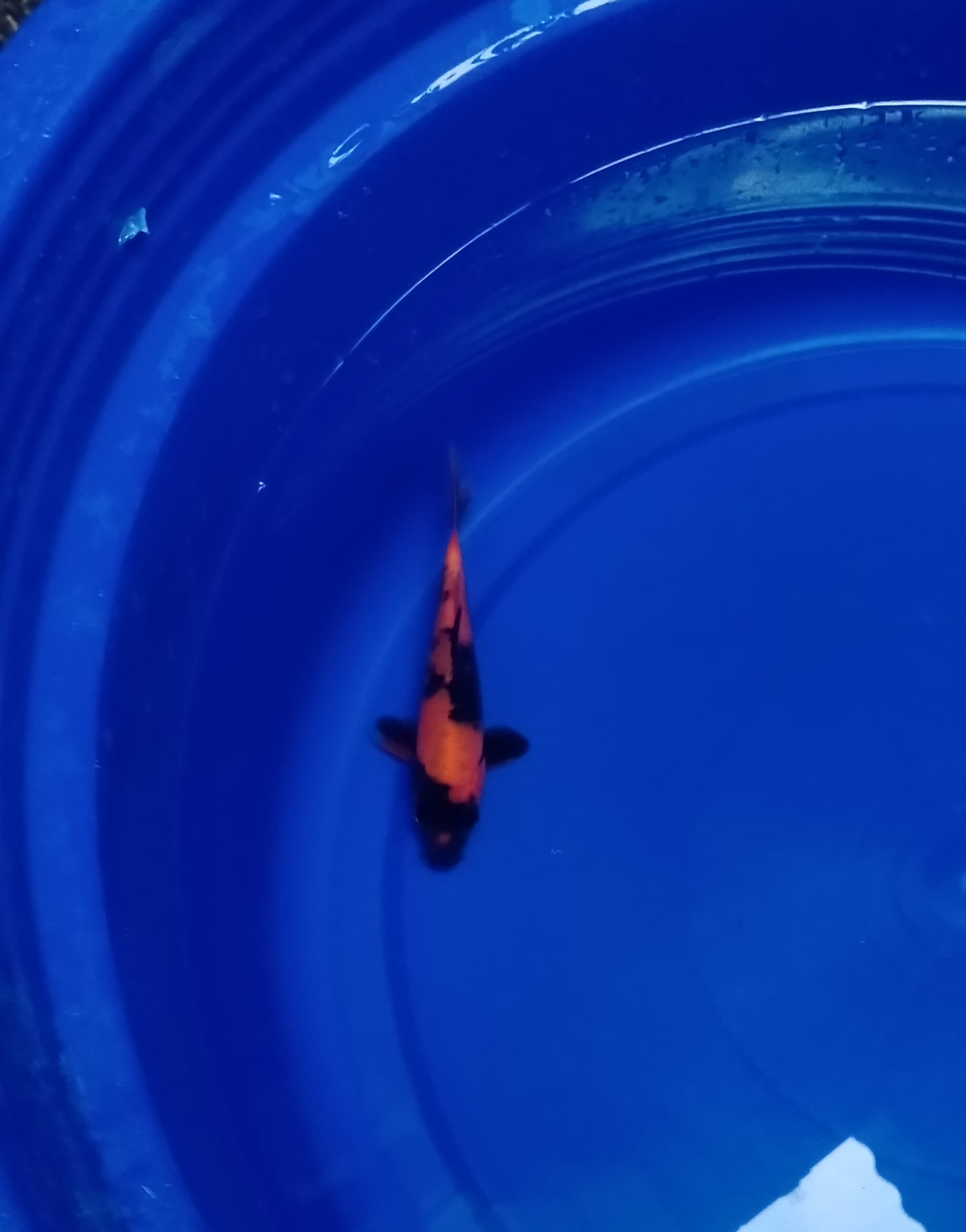 Ikan Koi HI UTSURI HOT 15cm, lelang koi HI UTSURI HOT 15cm, jual koi HI UTSURI HOT 15cm, beli koi HI UTSURI HOT 15cm, Lelang Koi Online, Jual Beli Ikan Koi, Pusat Jual Beli Koi, Info Lelang Koi Hari Ini, Platform Jual Beli Koi, Jual Beli Ikan Koi Online, Marketplace Ikan Koi, Jual Koi Terbaik, Tempat Beli Koi Berkualitas, Pasar Ikan Koi Online Terpercaya, Penjual Ikan Koi Terpercaya, Beli Koi Hias Online, Ikan Koi untuk Dijual, Koi Kualitas Terbaik, Toko Online Ikan Koi, Koi Hias Untuk Dijual, Jual Beli Ikan Koi Lokal, Koi Indonesia Online, Pusat Jual Beli Koi Terbesar