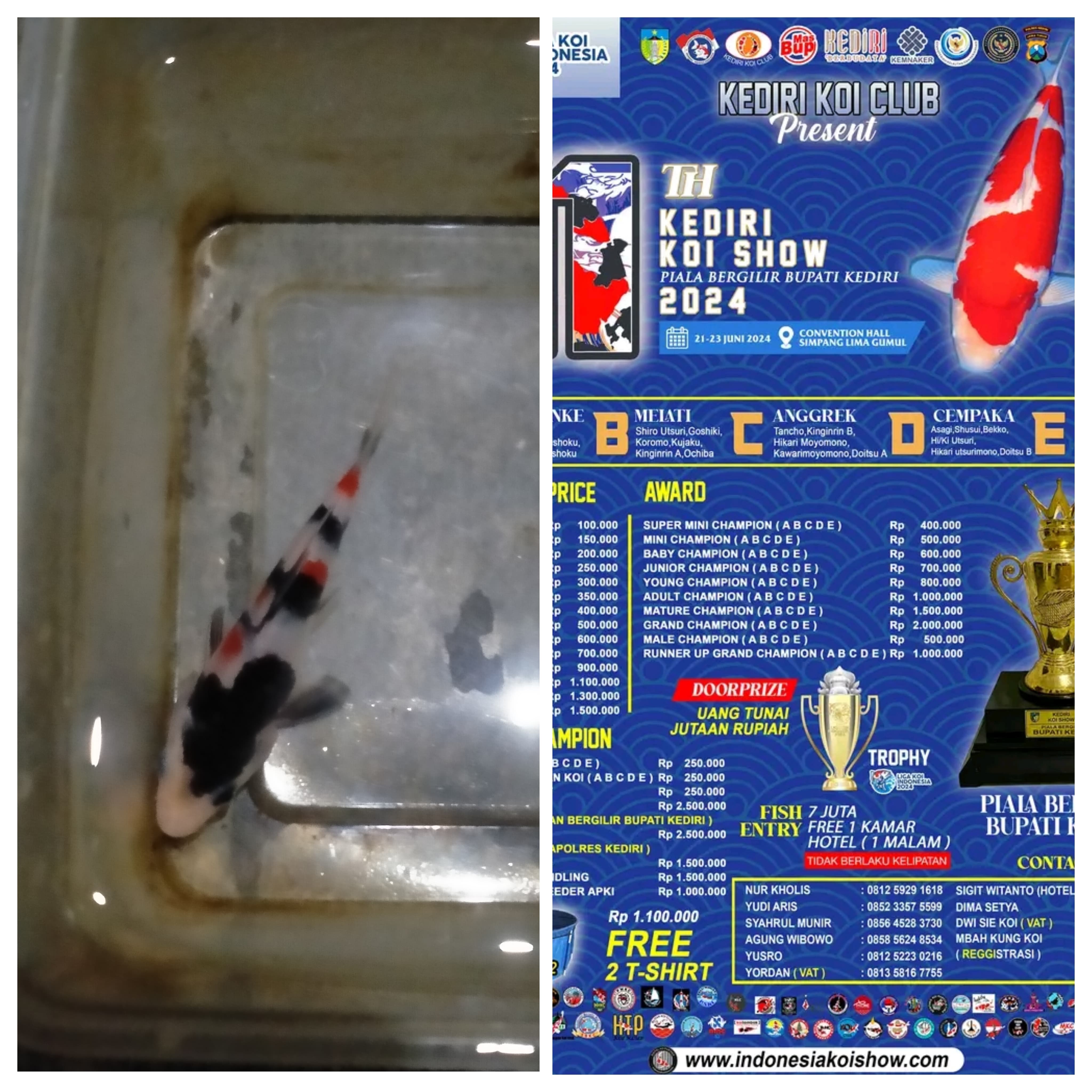 Ikan Koi KINDAI SHOWA SHOW QUALITY 11cm, lelang koi KINDAI SHOWA SHOW QUALITY 11cm, jual koi KINDAI SHOWA SHOW QUALITY 11cm, beli koi KINDAI SHOWA SHOW QUALITY 11cm, Lelang Koi Online, Jual Beli Ikan Koi, Pusat Jual Beli Koi, Info Lelang Koi Hari Ini, Platform Jual Beli Koi, Jual Beli Ikan Koi Online, Marketplace Ikan Koi, Jual Koi Terbaik, Tempat Beli Koi Berkualitas, Pasar Ikan Koi Online Terpercaya, Penjual Ikan Koi Terpercaya, Beli Koi Hias Online, Ikan Koi untuk Dijual, Koi Kualitas Terbaik, Toko Online Ikan Koi, Koi Hias Untuk Dijual, Jual Beli Ikan Koi Lokal, Koi Indonesia Online, Pusat Jual Beli Koi Terbesar