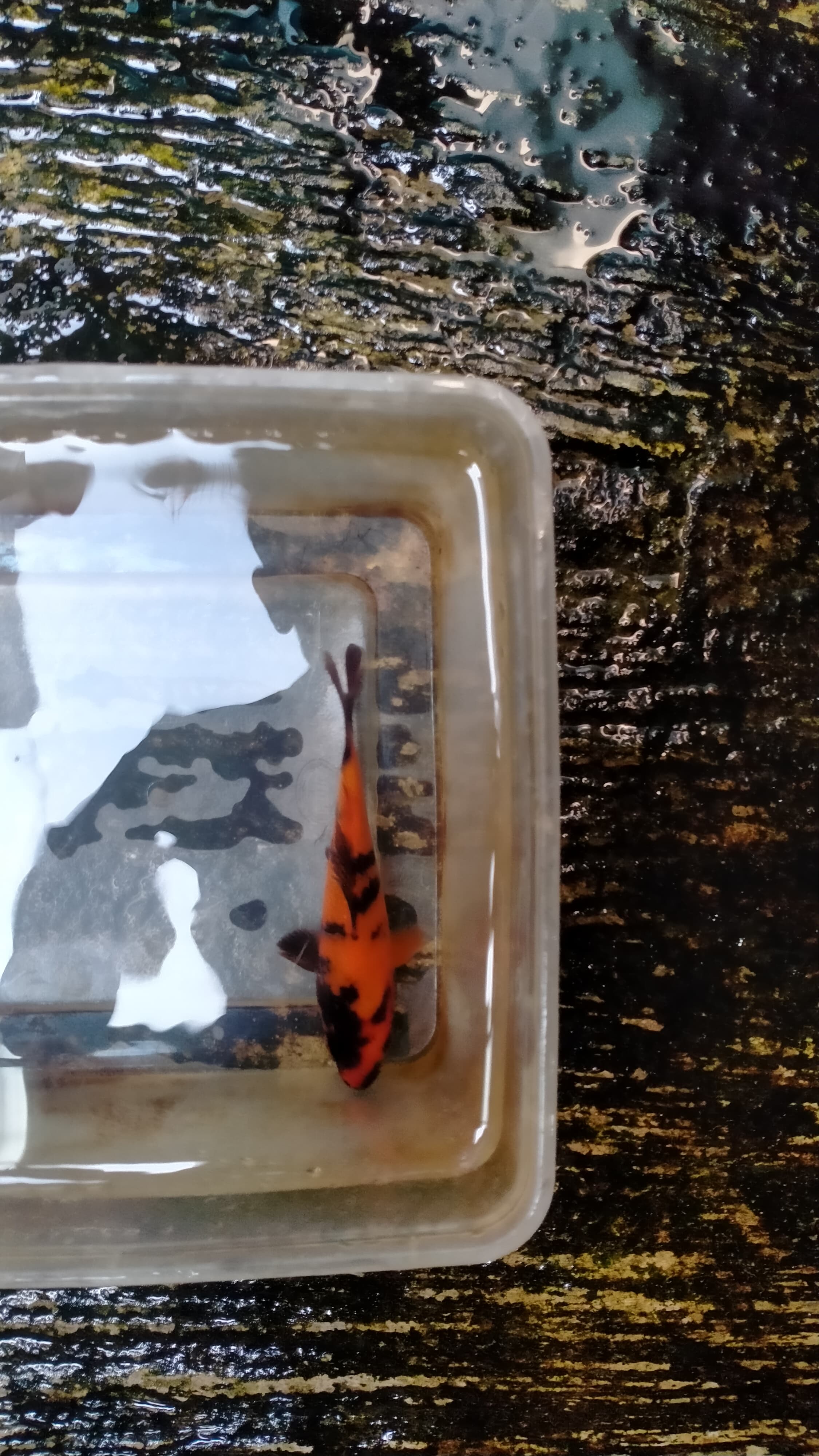 Ikan Koi HI UTSURI HOT 13cm, lelang koi HI UTSURI HOT 13cm, jual koi HI UTSURI HOT 13cm, beli koi HI UTSURI HOT 13cm, Lelang Koi Online, Jual Beli Ikan Koi, Pusat Jual Beli Koi, Info Lelang Koi Hari Ini, Platform Jual Beli Koi, Jual Beli Ikan Koi Online, Marketplace Ikan Koi, Jual Koi Terbaik, Tempat Beli Koi Berkualitas, Pasar Ikan Koi Online Terpercaya, Penjual Ikan Koi Terpercaya, Beli Koi Hias Online, Ikan Koi untuk Dijual, Koi Kualitas Terbaik, Toko Online Ikan Koi, Koi Hias Untuk Dijual, Jual Beli Ikan Koi Lokal, Koi Indonesia Online, Pusat Jual Beli Koi Terbesar