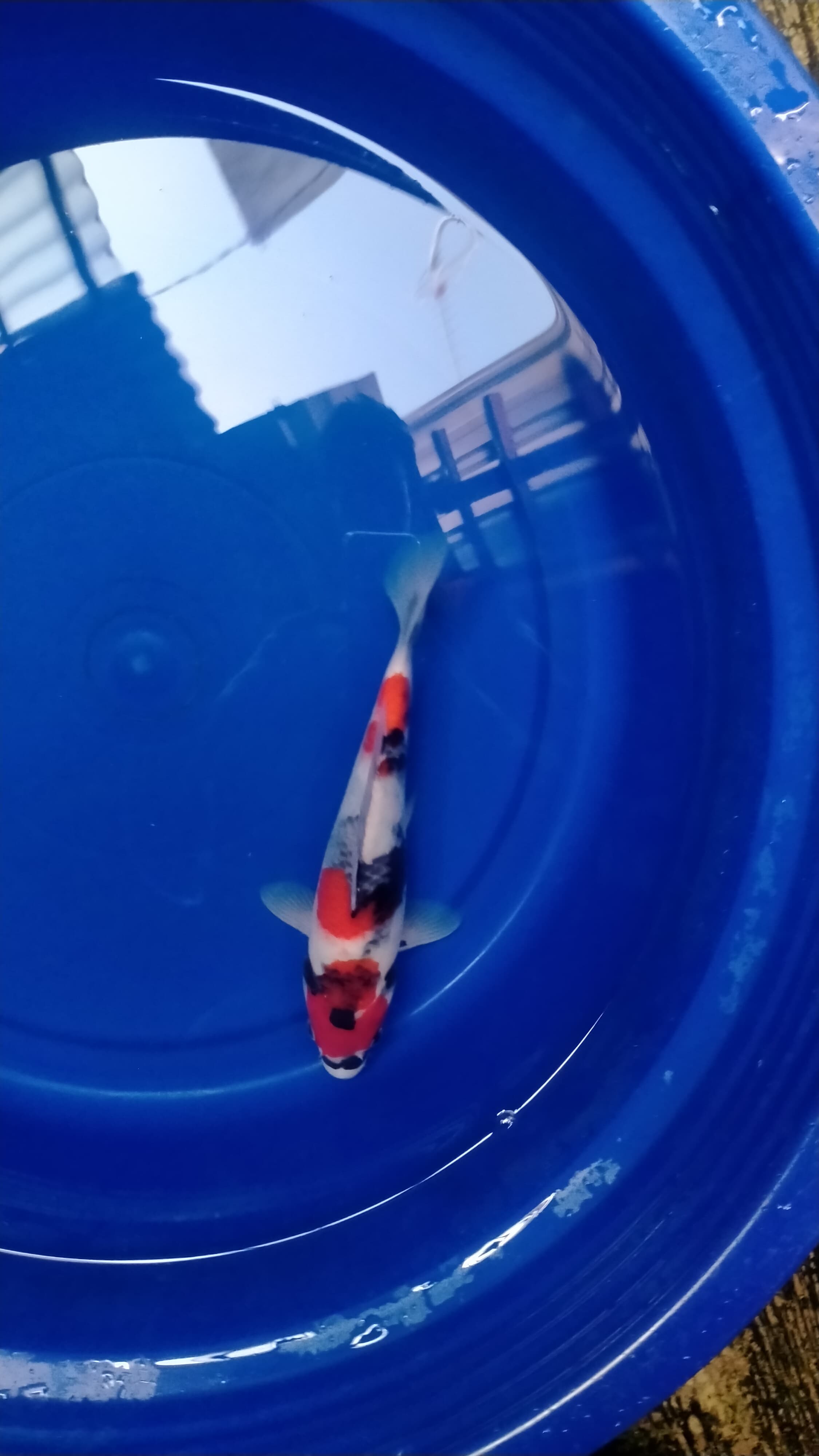 Ikan Koi SHOWA SANSHOKU ORIGINAL SHOW QUALITY 25cm, lelang koi SHOWA SANSHOKU ORIGINAL SHOW QUALITY 25cm, jual koi SHOWA SANSHOKU ORIGINAL SHOW QUALITY 25cm, beli koi SHOWA SANSHOKU ORIGINAL SHOW QUALITY 25cm, Lelang Koi Online, Jual Beli Ikan Koi, Pusat Jual Beli Koi, Info Lelang Koi Hari Ini, Platform Jual Beli Koi, Jual Beli Ikan Koi Online, Marketplace Ikan Koi, Jual Koi Terbaik, Tempat Beli Koi Berkualitas, Pasar Ikan Koi Online Terpercaya, Penjual Ikan Koi Terpercaya, Beli Koi Hias Online, Ikan Koi untuk Dijual, Koi Kualitas Terbaik, Toko Online Ikan Koi, Koi Hias Untuk Dijual, Jual Beli Ikan Koi Lokal, Koi Indonesia Online, Pusat Jual Beli Koi Terbesar