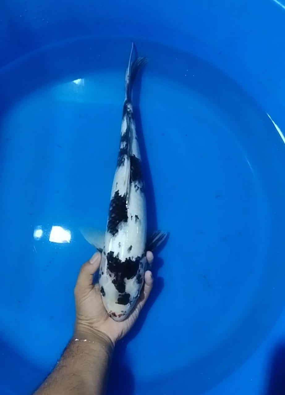 SHIRO 40cm