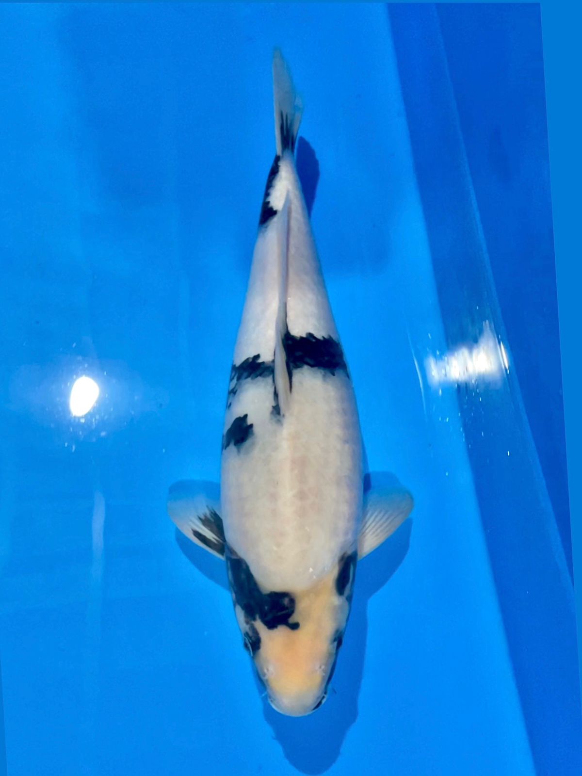 SIRO37cm