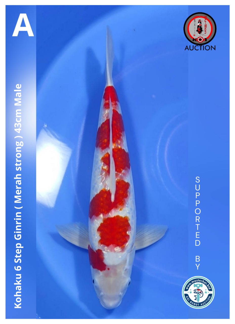 KOHAKU 6 STEP GINRIN ( MERAH STRONG ) 43cm