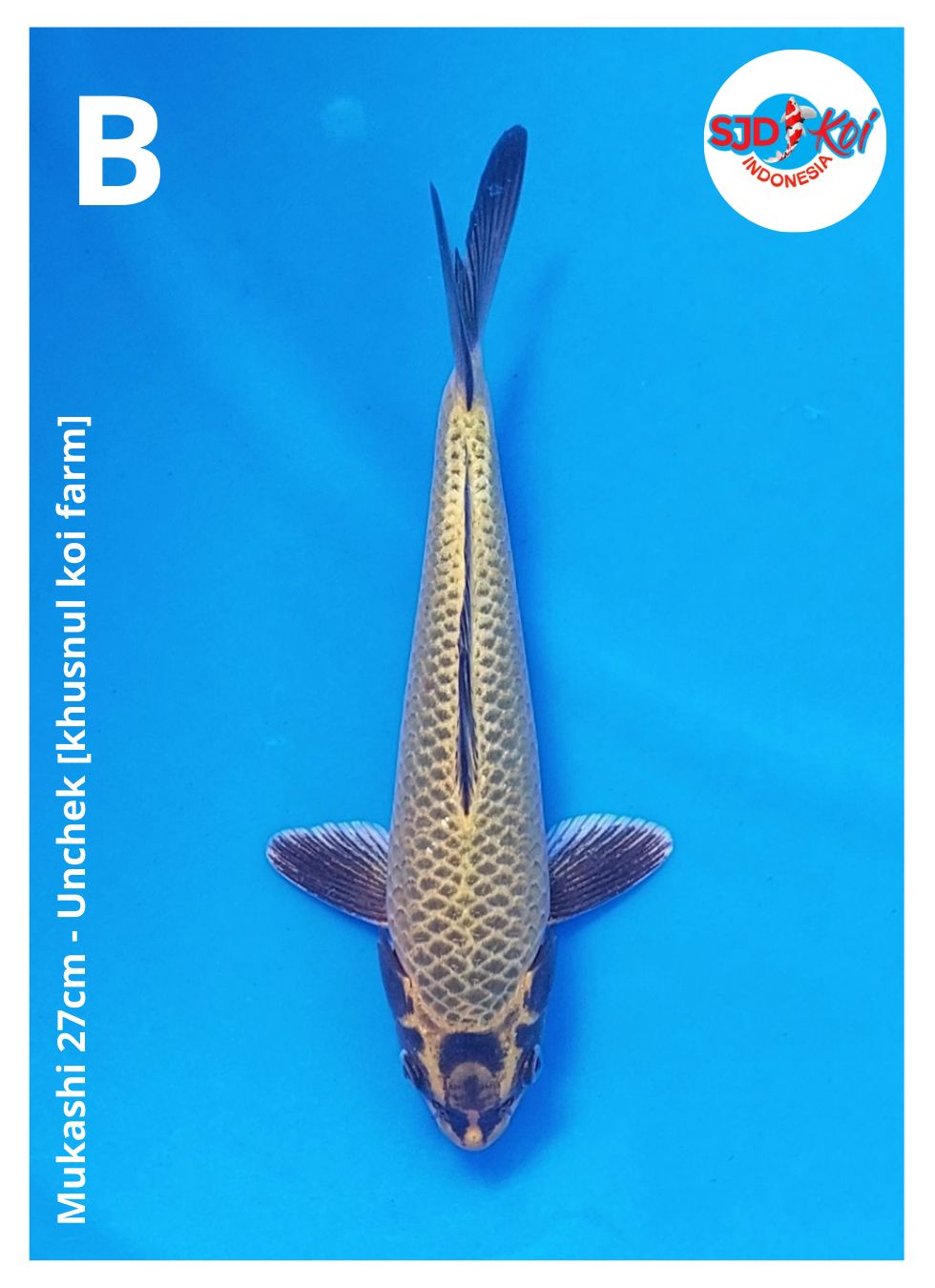 Lelang Koi Online, Jual Beli Ikan Koi, Pusat Jual Beli Koi, Info Lelang Koi Hari Ini, Platform Jual Beli Koi, Jual Beli Ikan Koi Online, Marketplace Ikan Koi, Jual Koi Terbaik, Tempat Beli Koi Berkualitas, Pasar Ikan Koi Online Terpercaya, Penjual Ikan Koi Terpercaya, Beli Koi Hias Online, Ikan Koi untuk Dijual, Koi Kualitas Terbaik, Toko Online Ikan Koi, Koi Hias Untuk Dijual, Jual Beli Ikan Koi Lokal, Koi Indonesia Online, Pusat Jual Beli Koi Terbesar