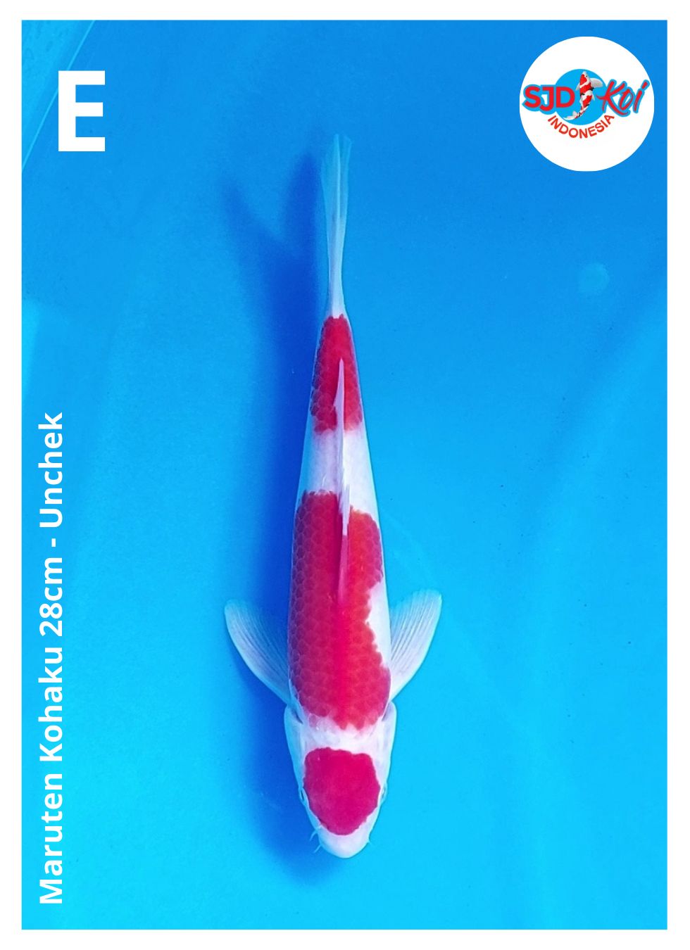 Lelang Koi Online, Jual Beli Ikan Koi, Pusat Jual Beli Koi, Info Lelang Koi Hari Ini, Platform Jual Beli Koi, Jual Beli Ikan Koi Online, Marketplace Ikan Koi, Jual Koi Terbaik, Tempat Beli Koi Berkualitas, Pasar Ikan Koi Online Terpercaya, Penjual Ikan Koi Terpercaya, Beli Koi Hias Online, Ikan Koi untuk Dijual, Koi Kualitas Terbaik, Toko Online Ikan Koi, Koi Hias Untuk Dijual, Jual Beli Ikan Koi Lokal, Koi Indonesia Online, Pusat Jual Beli Koi Terbesar