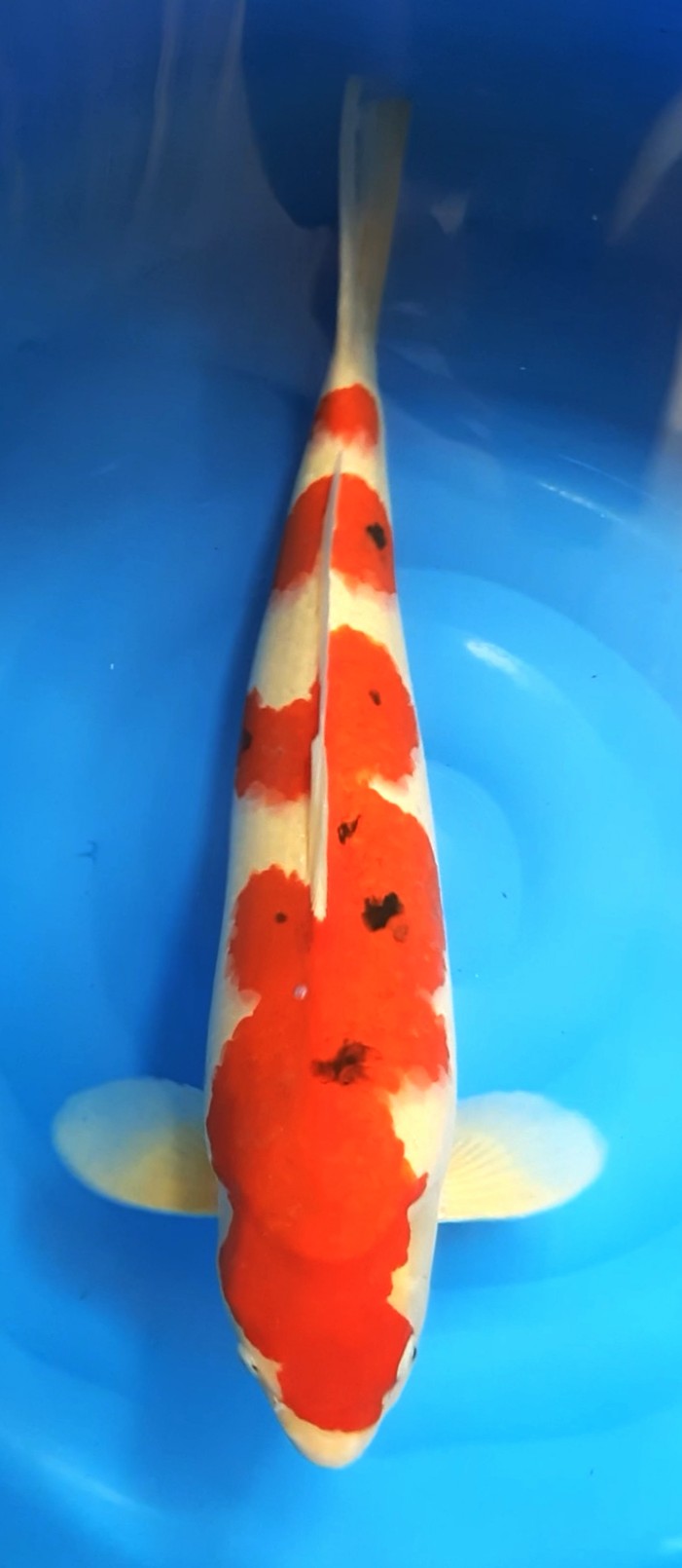 Lelang Koi Online, Jual Beli Ikan Koi, Pusat Jual Beli Koi, Info Lelang Koi Hari Ini, Platform Jual Beli Koi, Jual Beli Ikan Koi Online, Marketplace Ikan Koi, Jual Koi Terbaik, Tempat Beli Koi Berkualitas, Pasar Ikan Koi Online Terpercaya, Penjual Ikan Koi Terpercaya, Beli Koi Hias Online, Ikan Koi untuk Dijual, Koi Kualitas Terbaik, Toko Online Ikan Koi, Koi Hias Untuk Dijual, Jual Beli Ikan Koi Lokal, Koi Indonesia Online, Pusat Jual Beli Koi Terbesar