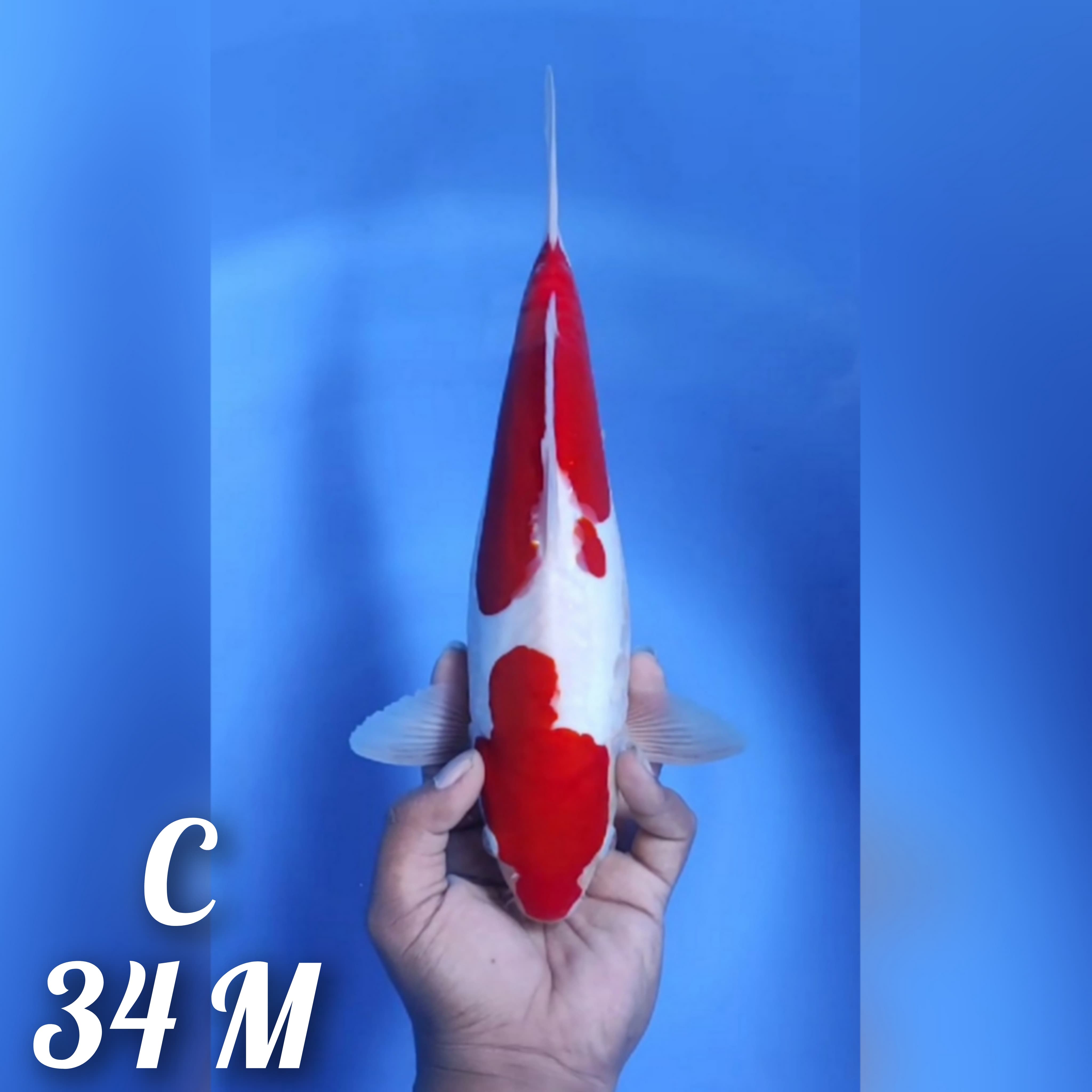 KOHAKU DOITSU SUPER STRONG 34cm