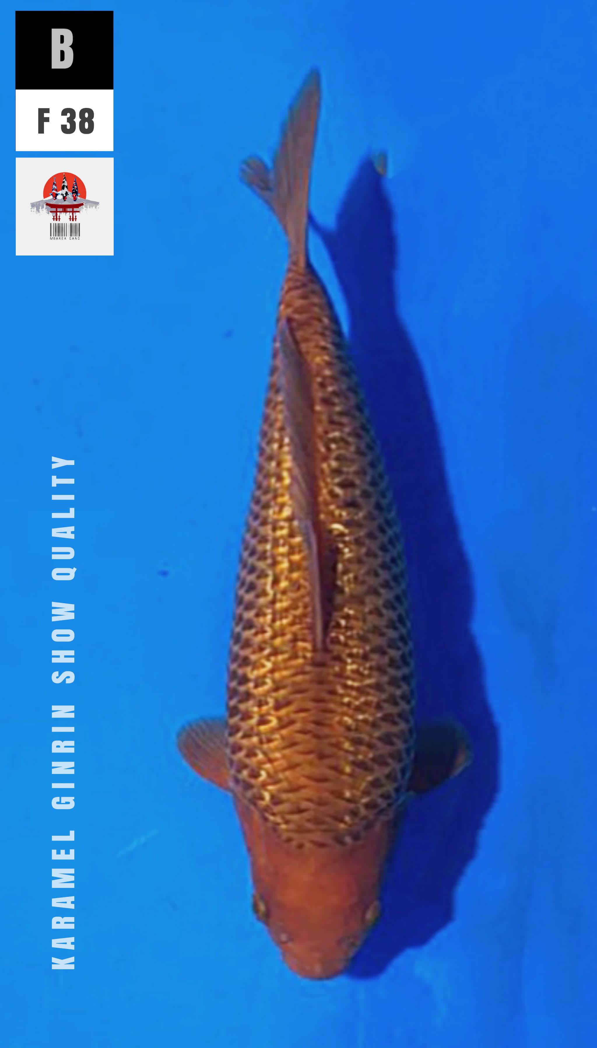 KARAMEL GINRIN SHOW QUALITY 38cm