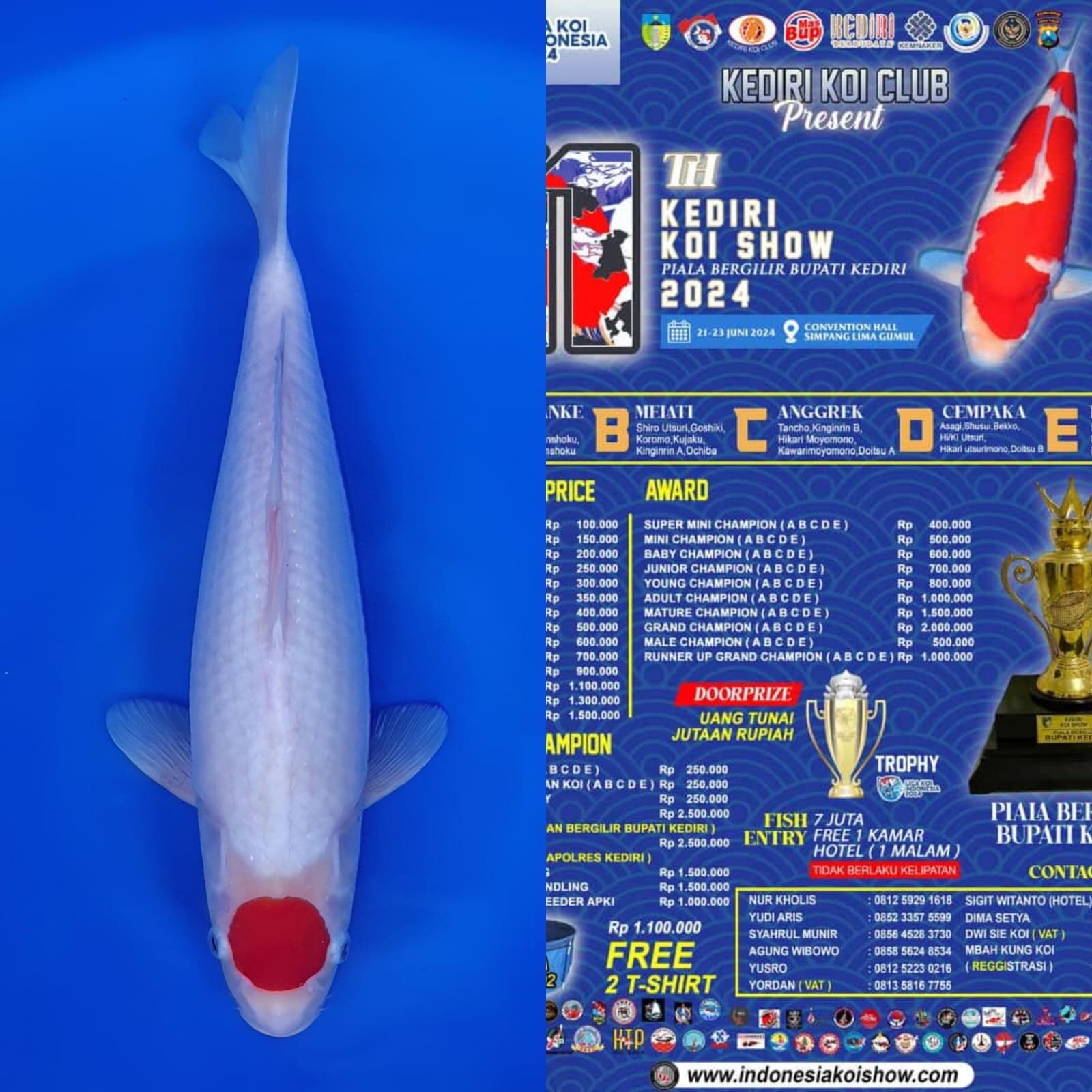 Lelang Koi Online, Jual Beli Ikan Koi, Pusat Jual Beli Koi, Info Lelang Koi Hari Ini, Platform Jual Beli Koi, Jual Beli Ikan Koi Online, Marketplace Ikan Koi, Jual Koi Terbaik, Tempat Beli Koi Berkualitas, Pasar Ikan Koi Online Terpercaya, Penjual Ikan Koi Terpercaya, Beli Koi Hias Online, Ikan Koi untuk Dijual, Koi Kualitas Terbaik, Toko Online Ikan Koi, Koi Hias Untuk Dijual, Jual Beli Ikan Koi Lokal, Koi Indonesia Online, Pusat Jual Beli Koi Terbesar