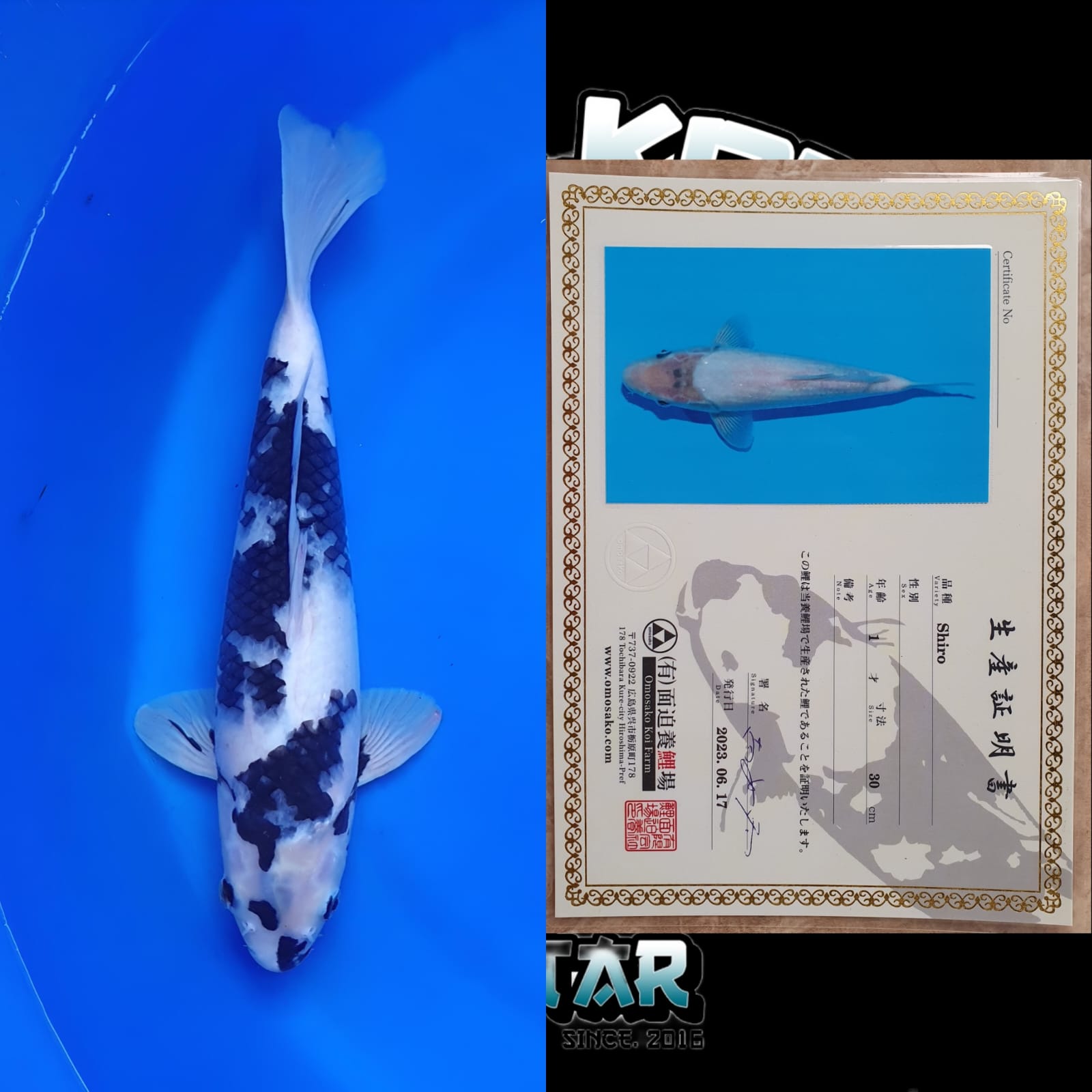 Lelang Koi Online, Jual Beli Ikan Koi, Pusat Jual Beli Koi, Info Lelang Koi Hari Ini, Platform Jual Beli Koi, Jual Beli Ikan Koi Online, Marketplace Ikan Koi, Jual Koi Terbaik, Tempat Beli Koi Berkualitas, Pasar Ikan Koi Online Terpercaya, Penjual Ikan Koi Terpercaya, Beli Koi Hias Online, Ikan Koi untuk Dijual, Koi Kualitas Terbaik, Toko Online Ikan Koi, Koi Hias Untuk Dijual, Jual Beli Ikan Koi Lokal, Koi Indonesia Online, Pusat Jual Beli Koi Terbesar