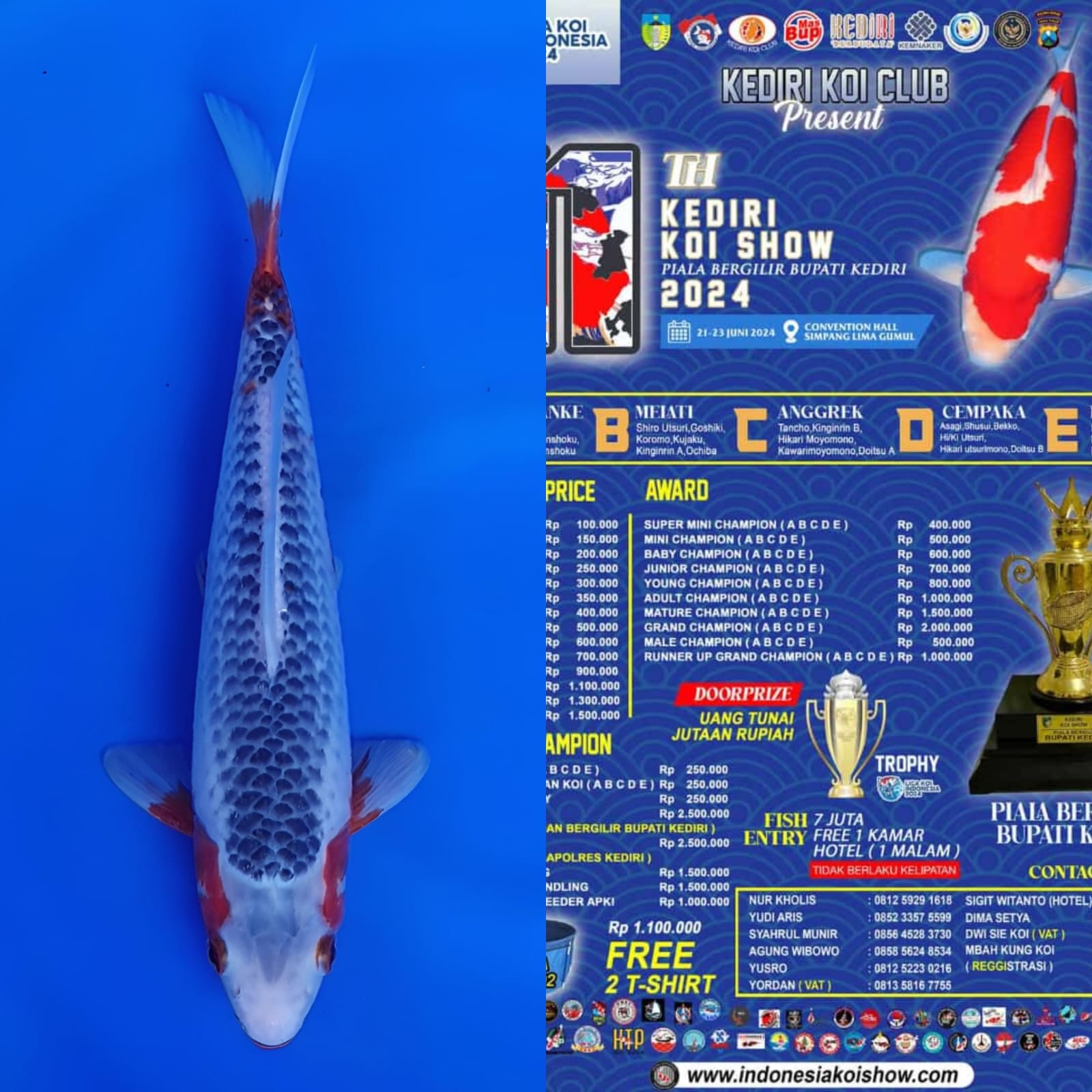 Lelang Koi Online, Jual Beli Ikan Koi, Pusat Jual Beli Koi, Info Lelang Koi Hari Ini, Platform Jual Beli Koi, Jual Beli Ikan Koi Online, Marketplace Ikan Koi, Jual Koi Terbaik, Tempat Beli Koi Berkualitas, Pasar Ikan Koi Online Terpercaya, Penjual Ikan Koi Terpercaya, Beli Koi Hias Online, Ikan Koi untuk Dijual, Koi Kualitas Terbaik, Toko Online Ikan Koi, Koi Hias Untuk Dijual, Jual Beli Ikan Koi Lokal, Koi Indonesia Online, Pusat Jual Beli Koi Terbesar