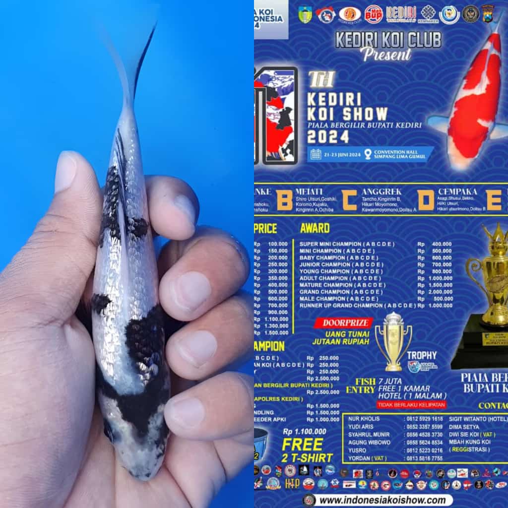Lelang Koi Online, Jual Beli Ikan Koi, Pusat Jual Beli Koi, Info Lelang Koi Hari Ini, Platform Jual Beli Koi, Jual Beli Ikan Koi Online, Marketplace Ikan Koi, Jual Koi Terbaik, Tempat Beli Koi Berkualitas, Pasar Ikan Koi Online Terpercaya, Penjual Ikan Koi Terpercaya, Beli Koi Hias Online, Ikan Koi untuk Dijual, Koi Kualitas Terbaik, Toko Online Ikan Koi, Koi Hias Untuk Dijual, Jual Beli Ikan Koi Lokal, Koi Indonesia Online, Pusat Jual Beli Koi Terbesar