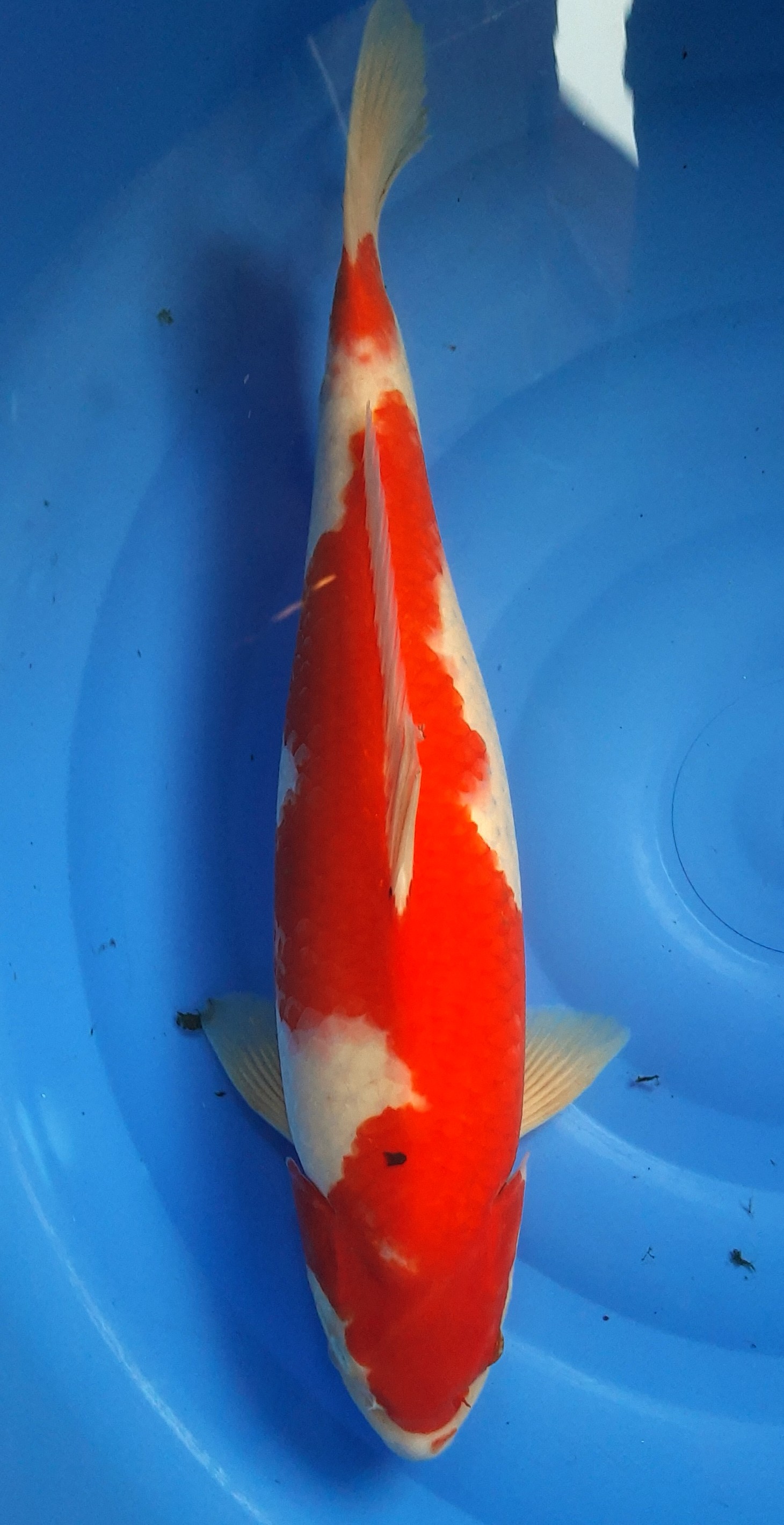 Lelang Koi Online, Jual Beli Ikan Koi, Pusat Jual Beli Koi, Info Lelang Koi Hari Ini, Platform Jual Beli Koi, Jual Beli Ikan Koi Online, Marketplace Ikan Koi, Jual Koi Terbaik, Tempat Beli Koi Berkualitas, Pasar Ikan Koi Online Terpercaya, Penjual Ikan Koi Terpercaya, Beli Koi Hias Online, Ikan Koi untuk Dijual, Koi Kualitas Terbaik, Toko Online Ikan Koi, Koi Hias Untuk Dijual, Jual Beli Ikan Koi Lokal, Koi Indonesia Online, Pusat Jual Beli Koi Terbesar
