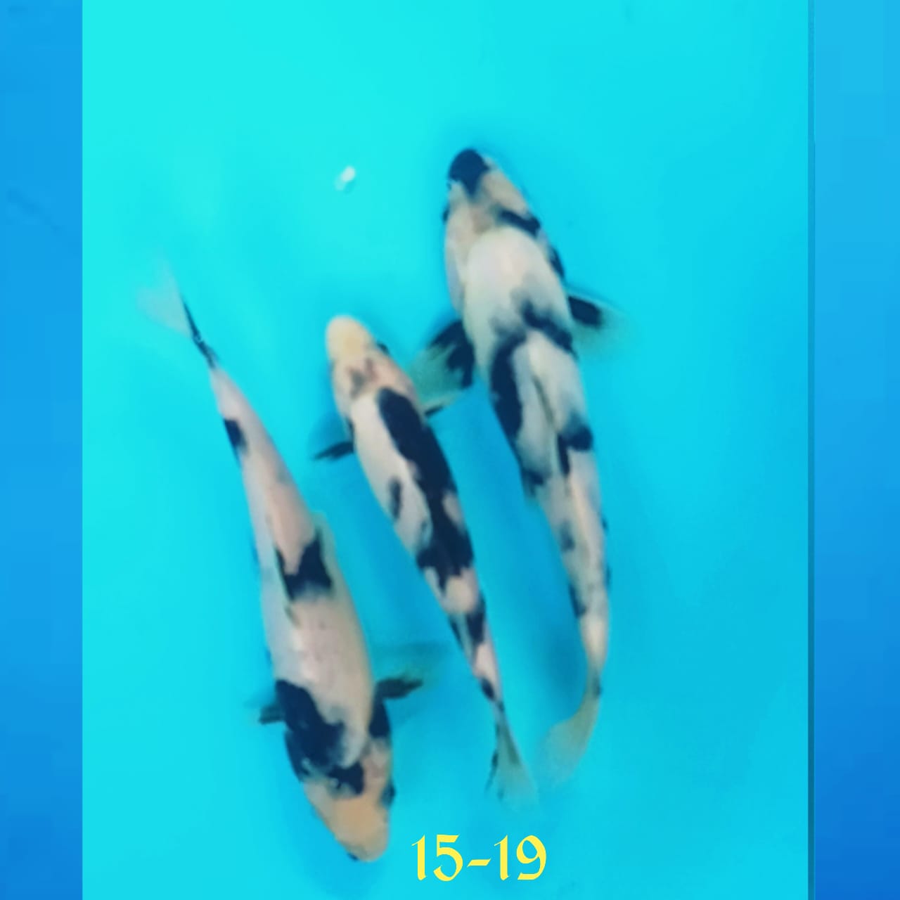 PAKET SHIRO 1519cm