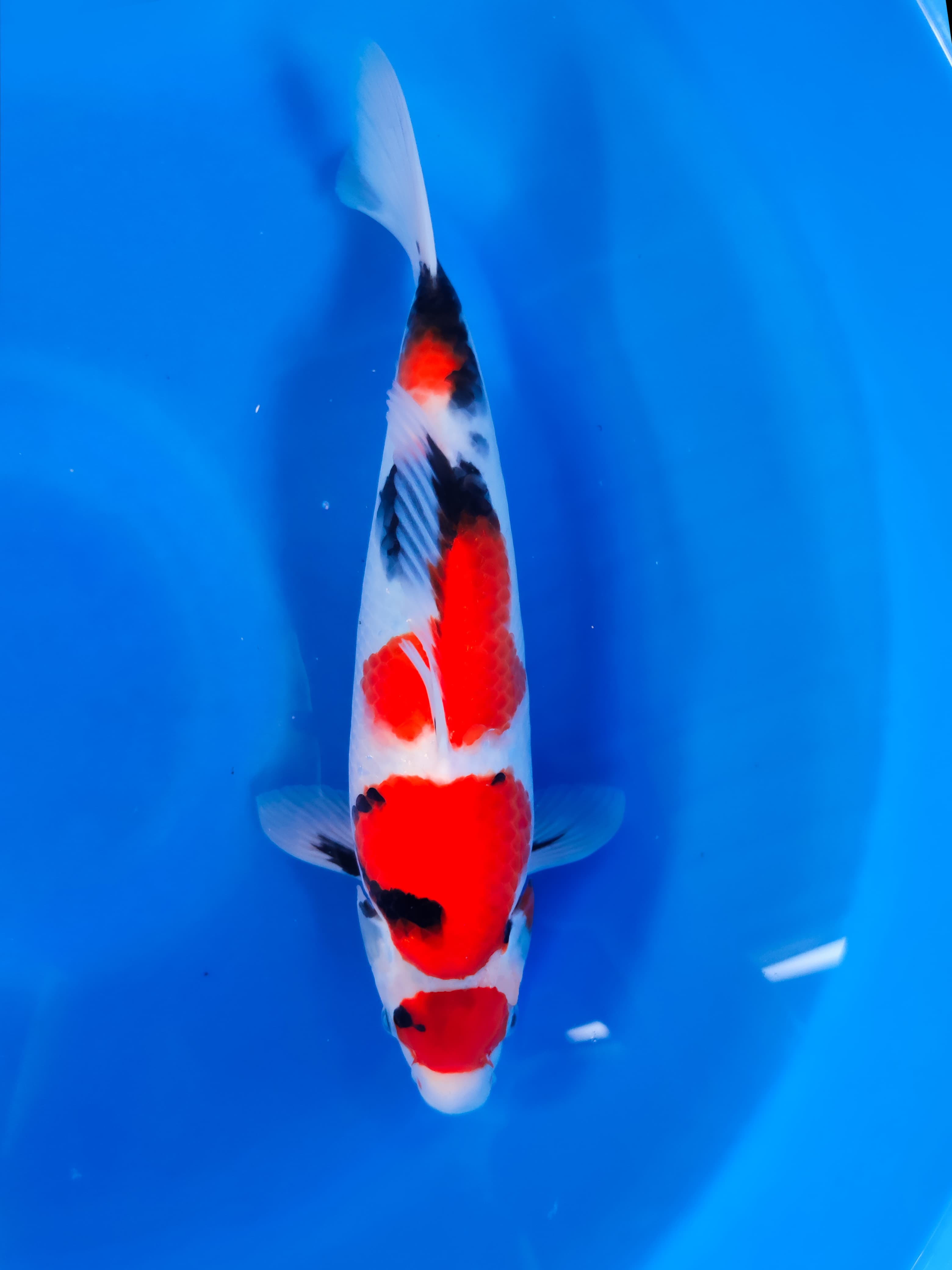 SHOWA MARUTEN 30cm