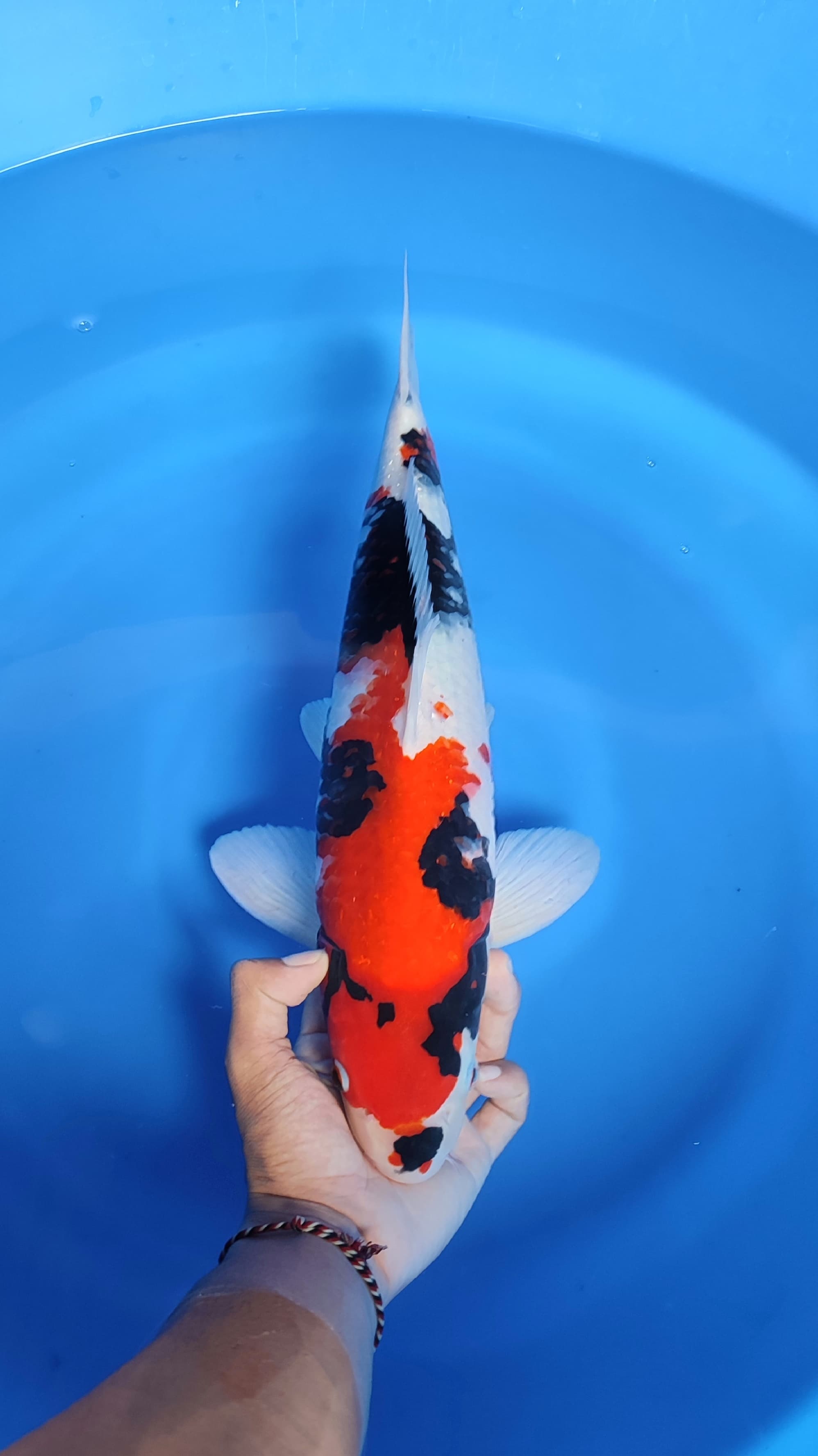 Ikan Koi SHOWA GOOD SKIN 46cm, lelang koi SHOWA GOOD SKIN 46cm, jual koi SHOWA GOOD SKIN 46cm, beli koi SHOWA GOOD SKIN 46cm, Lelang Koi Online, Jual Beli Ikan Koi, Pusat Jual Beli Koi, Info Lelang Koi Hari Ini, Platform Jual Beli Koi, Jual Beli Ikan Koi Online, Marketplace Ikan Koi, Jual Koi Terbaik, Tempat Beli Koi Berkualitas, Pasar Ikan Koi Online Terpercaya, Penjual Ikan Koi Terpercaya, Beli Koi Hias Online, Ikan Koi untuk Dijual, Koi Kualitas Terbaik, Toko Online Ikan Koi, Koi Hias Untuk Dijual, Jual Beli Ikan Koi Lokal, Koi Indonesia Online, Pusat Jual Beli Koi Terbesar