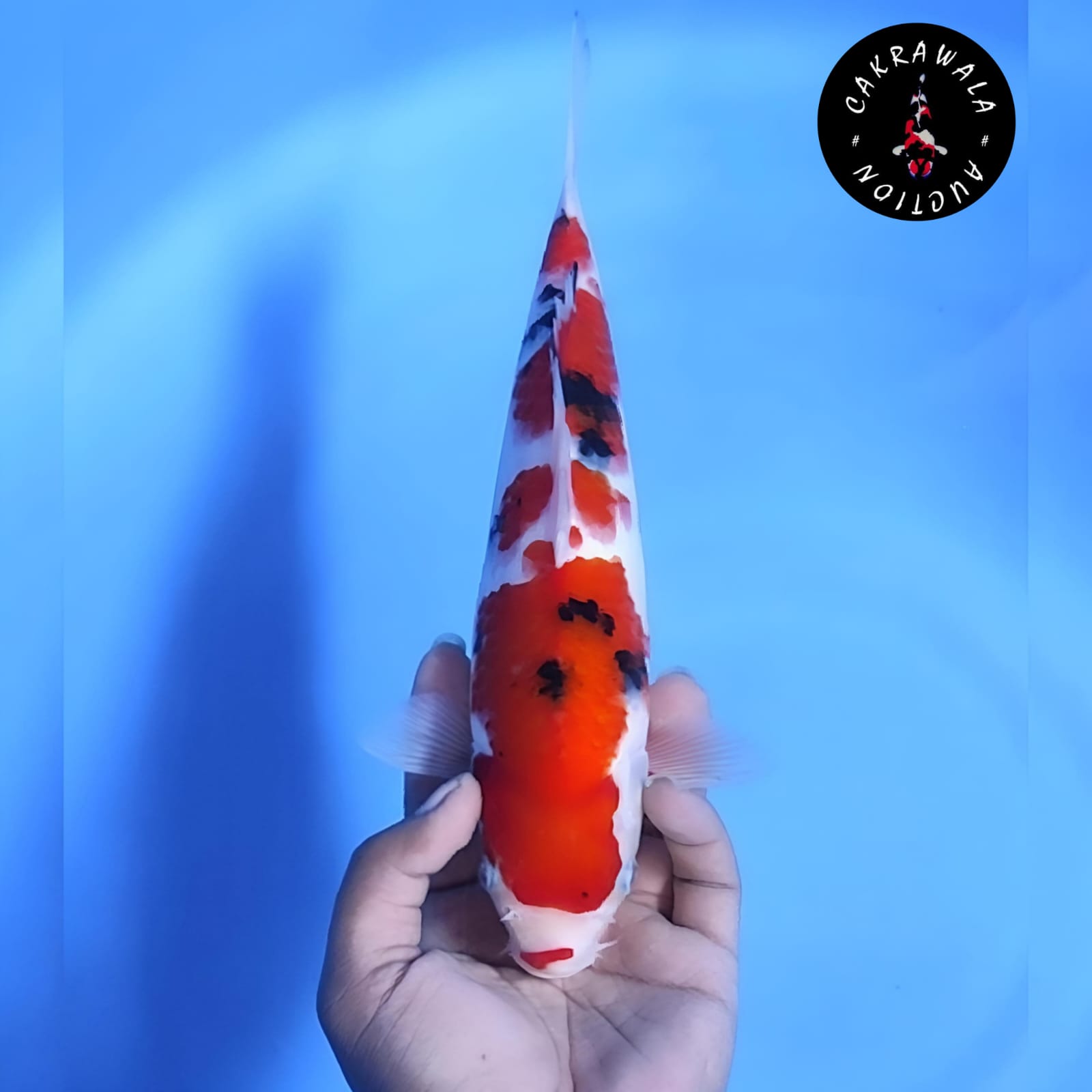 SANKE 30cm