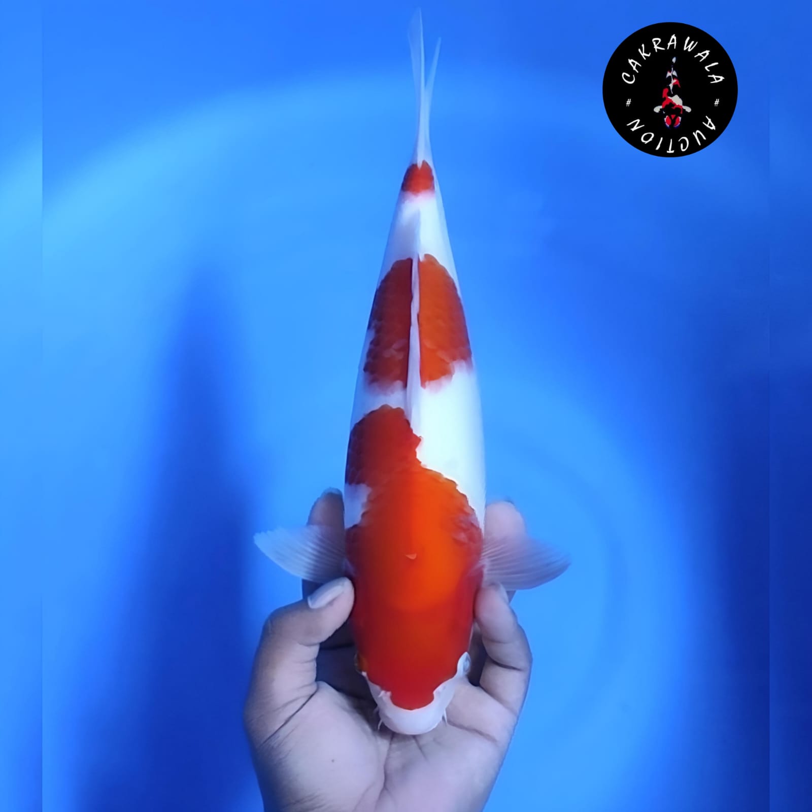 KOHAKU 33cm