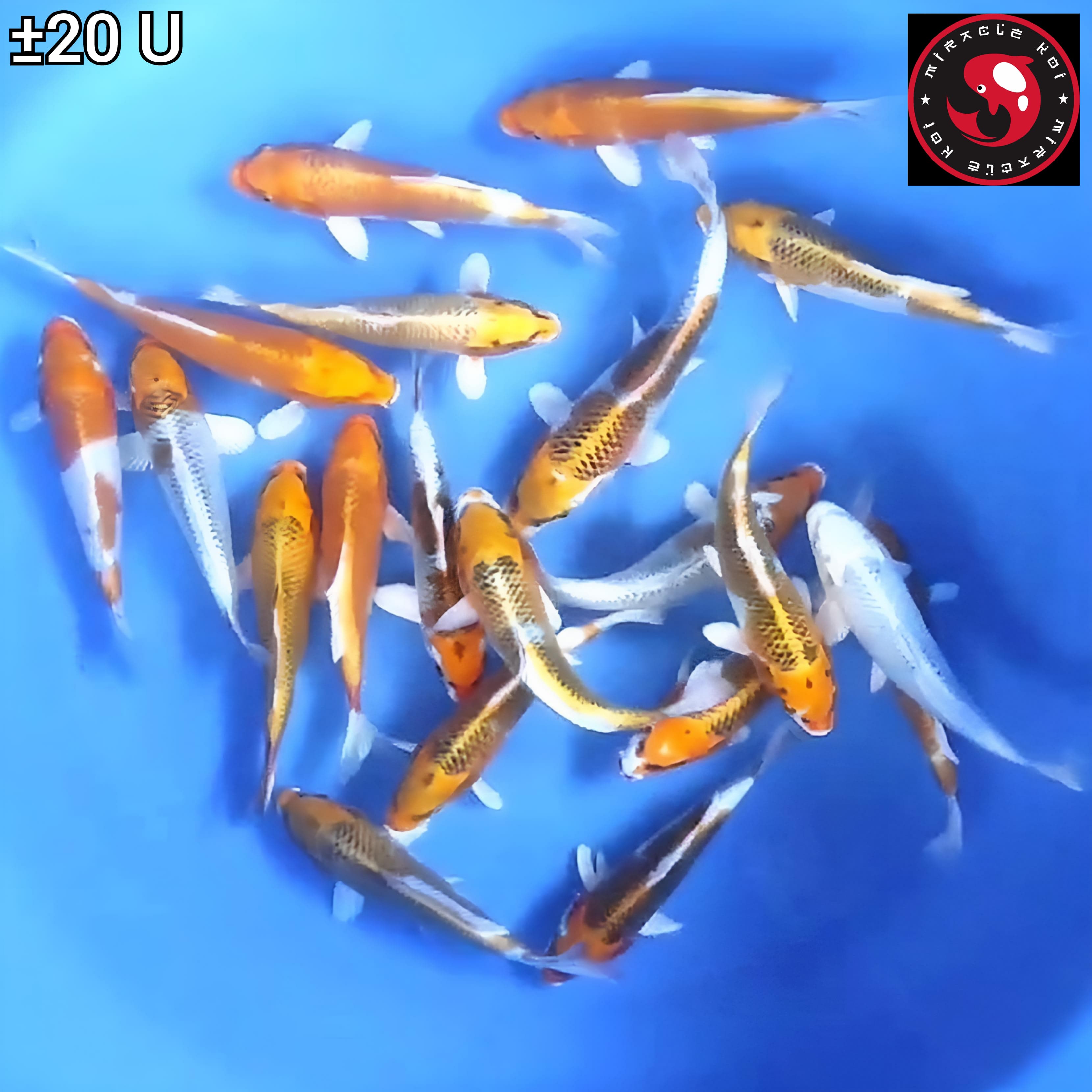 PAKET KUJAKU 20 EKOR 20cm