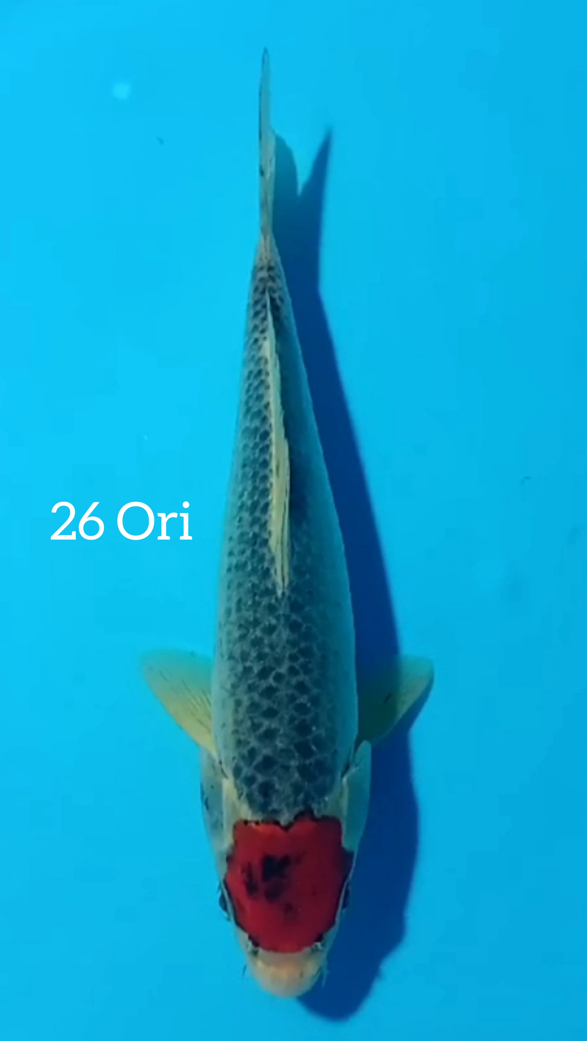 TANCHO GOSHIKI 26cm