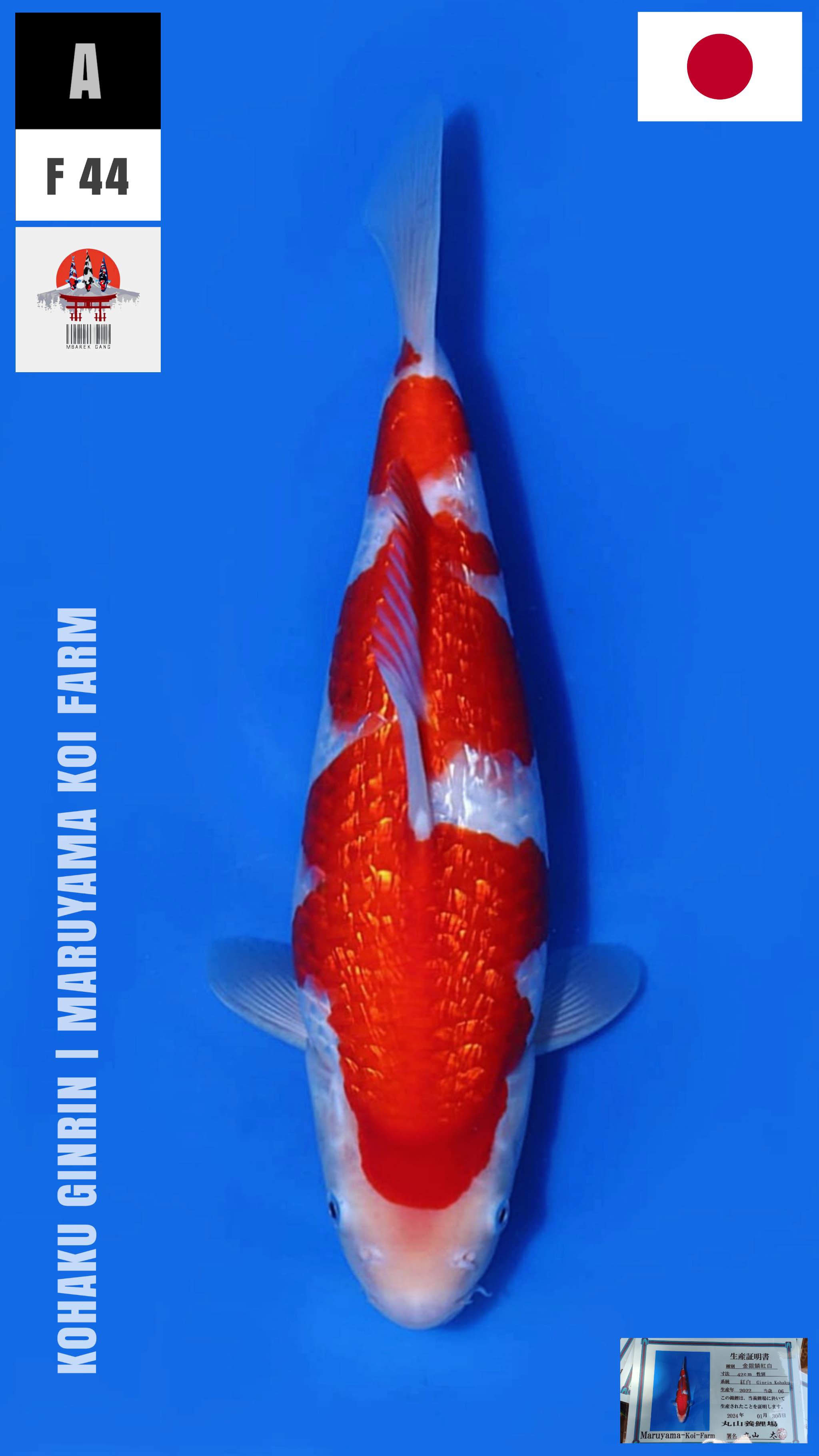KOHAKU GINRIN MARUYAMA KOI FARM 44cm