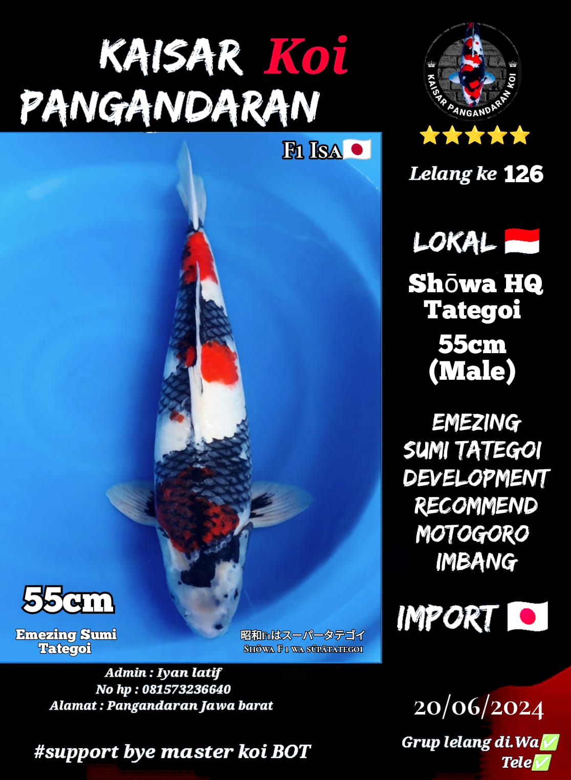 SHOWA F1 ISA 55cm EMEZING SUMI TATEGOI