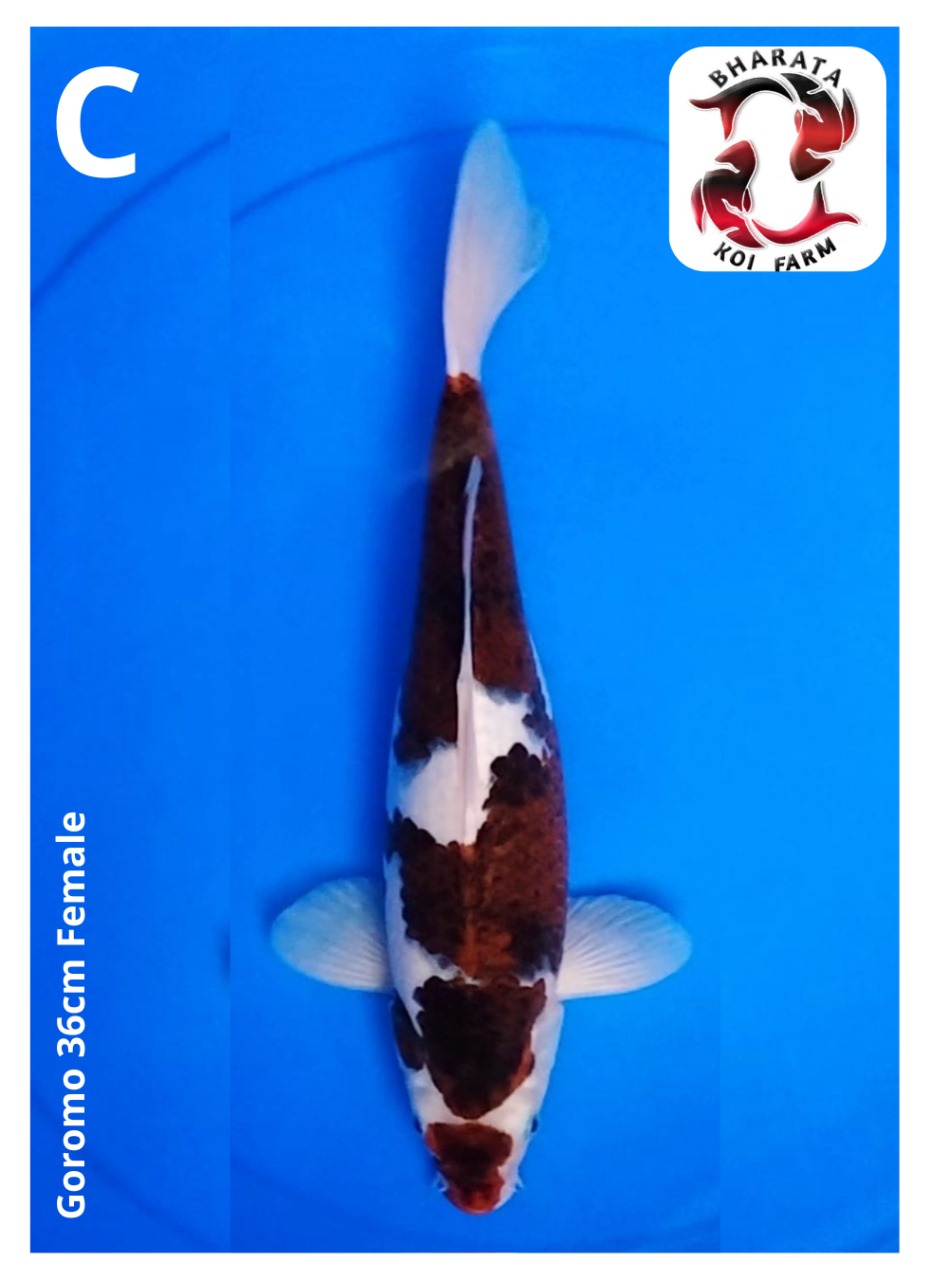 GOROMO 36cm FEMALE