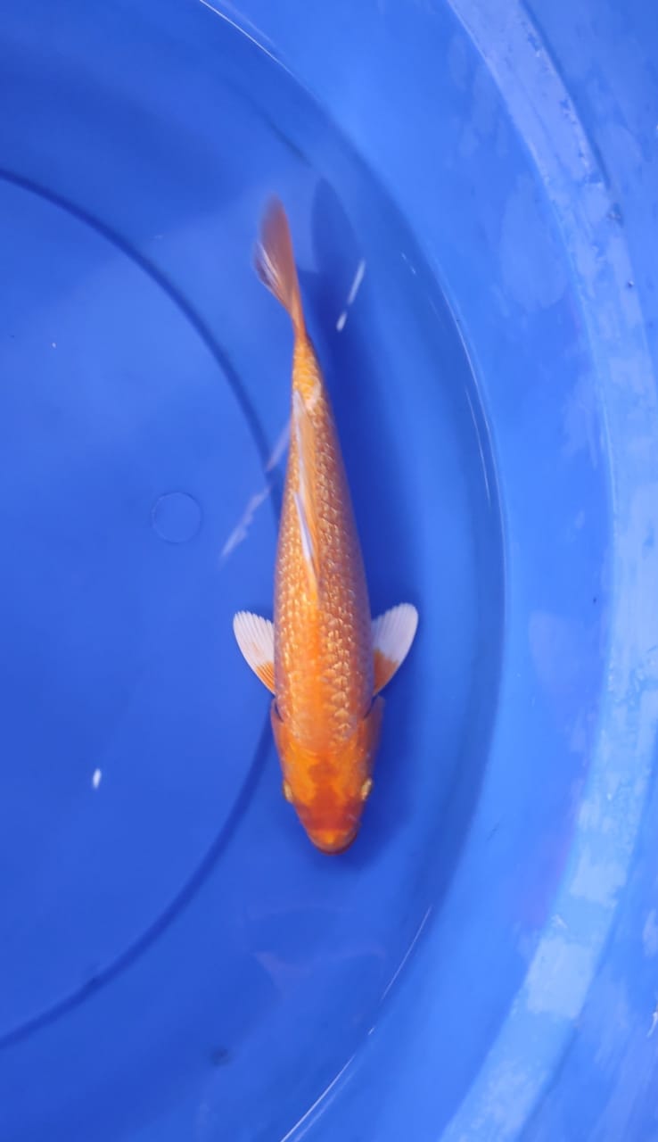 ORENJI OGON GINDRIN 27cm