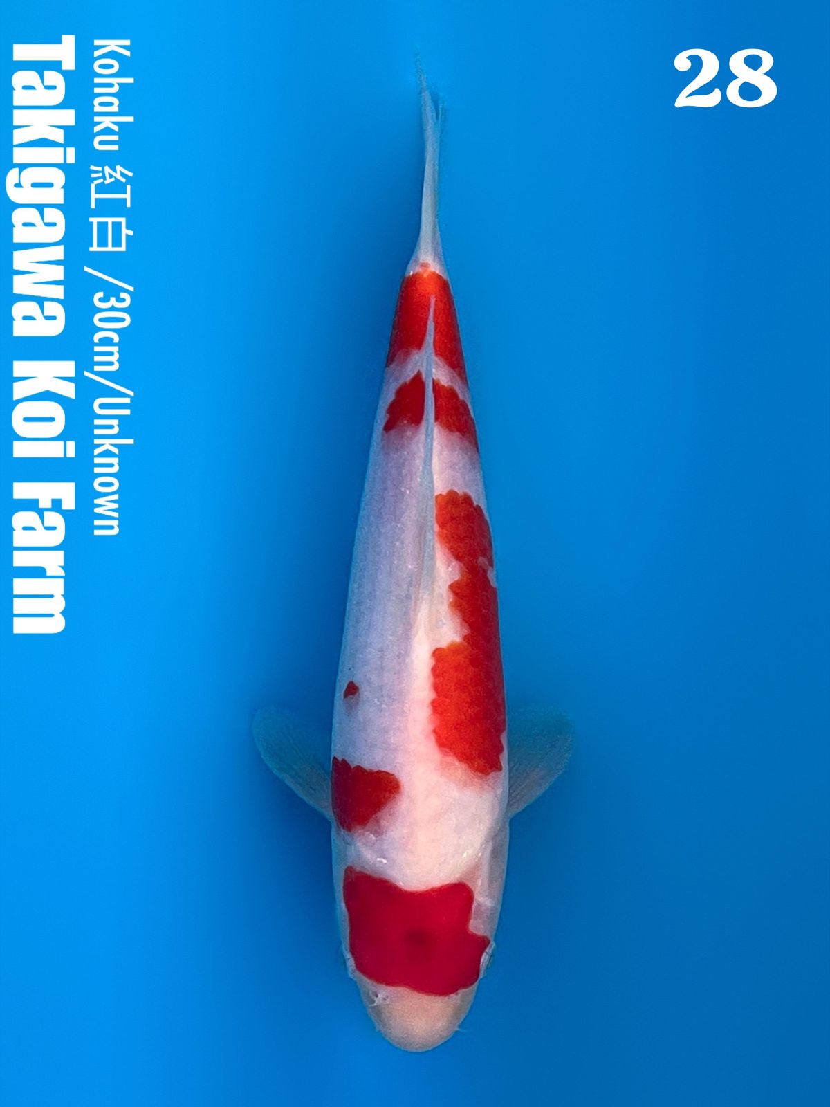 KOHAKU 30cm