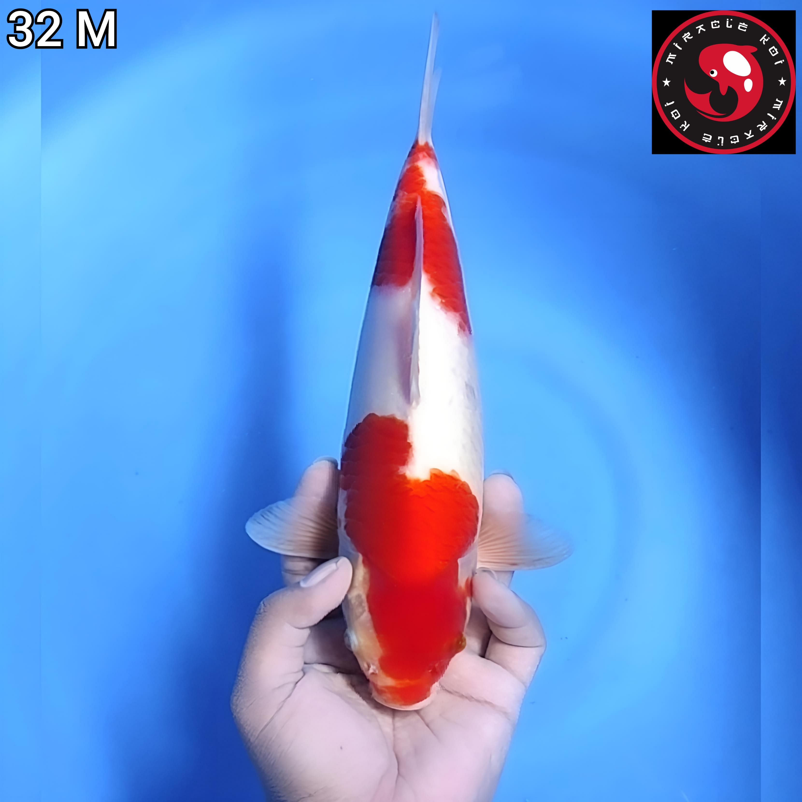 KOHAKU ORIGINAL 32cm