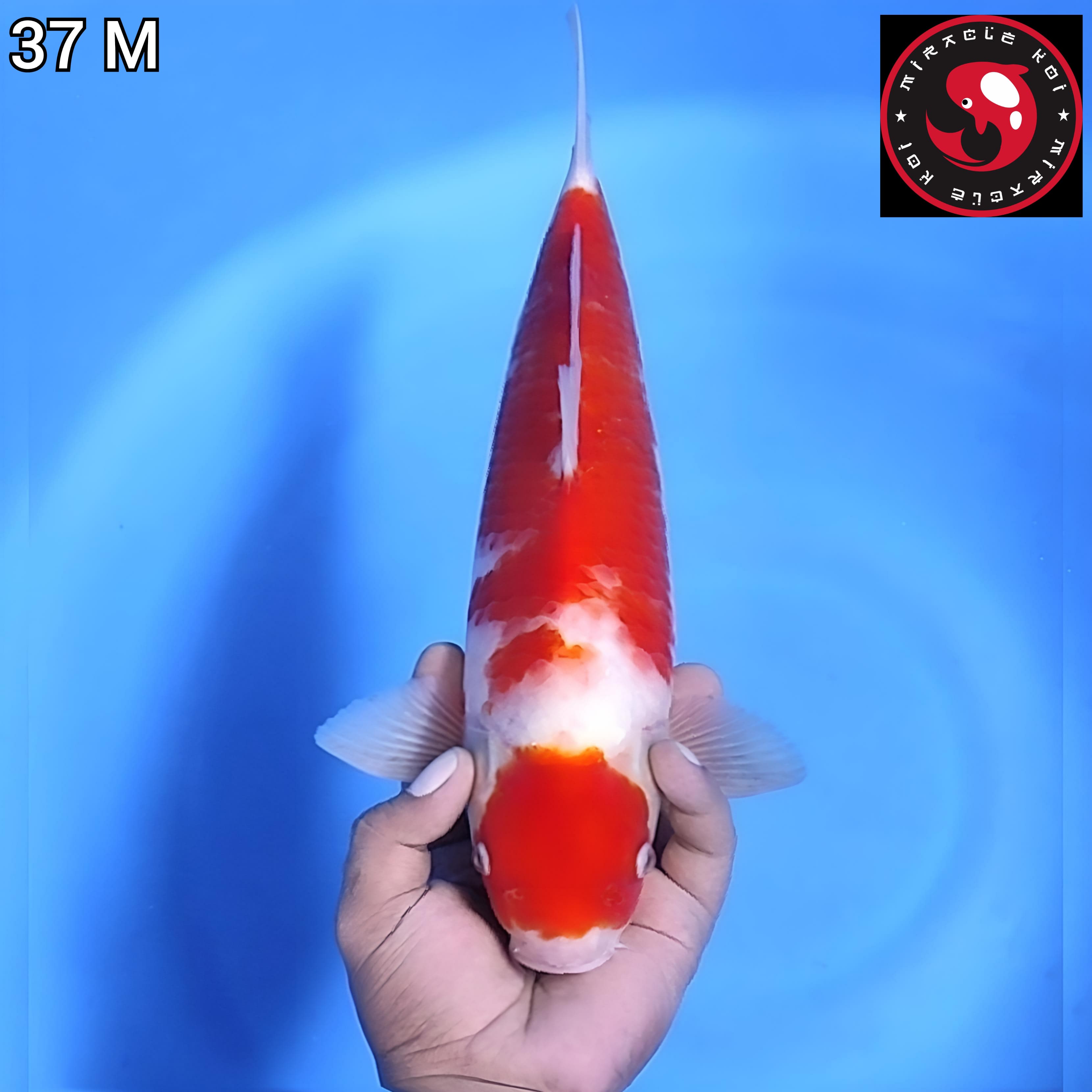 MARUTEN KOHAKU ORIGINAL 37cm