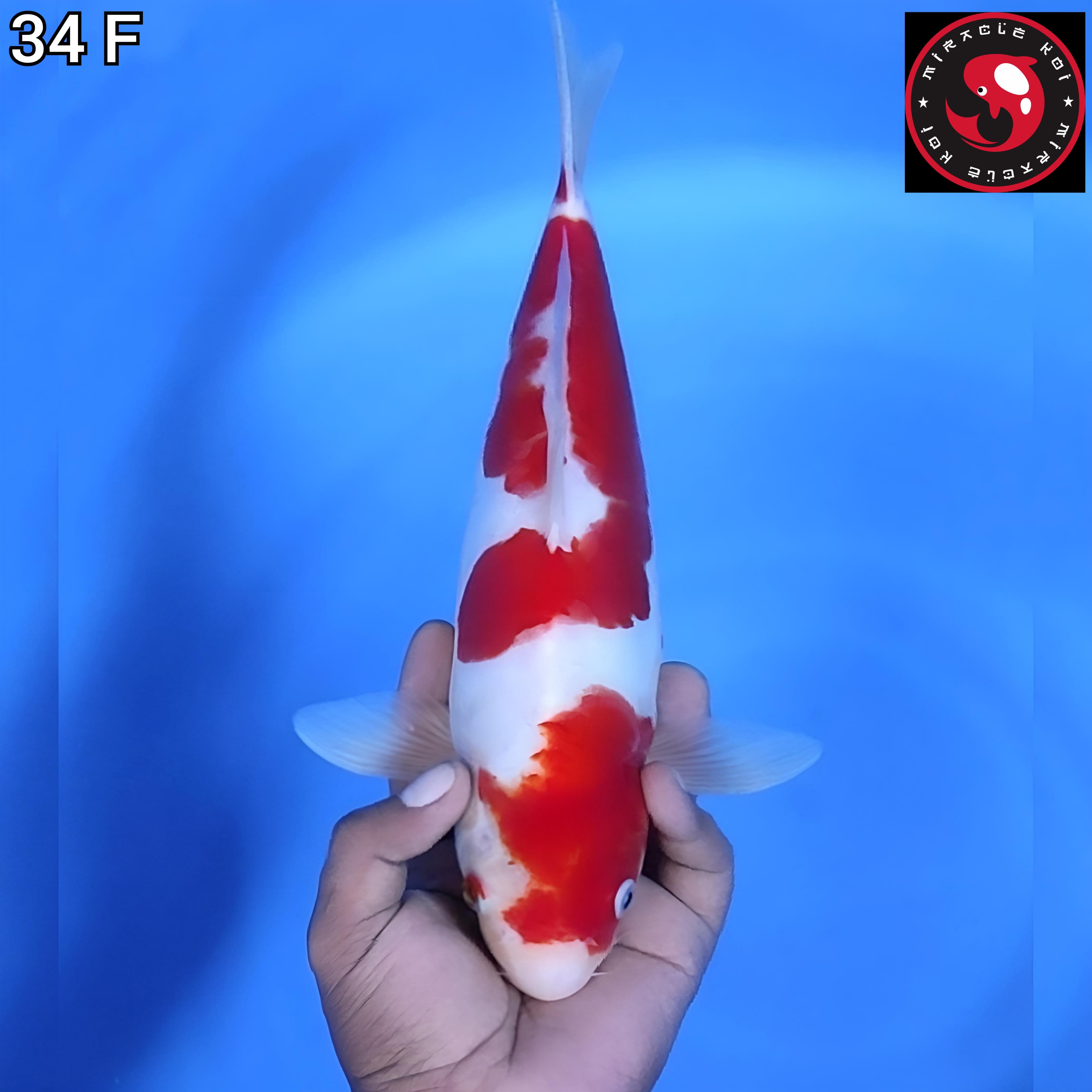 DOITSU ORIGINAL 34cm
