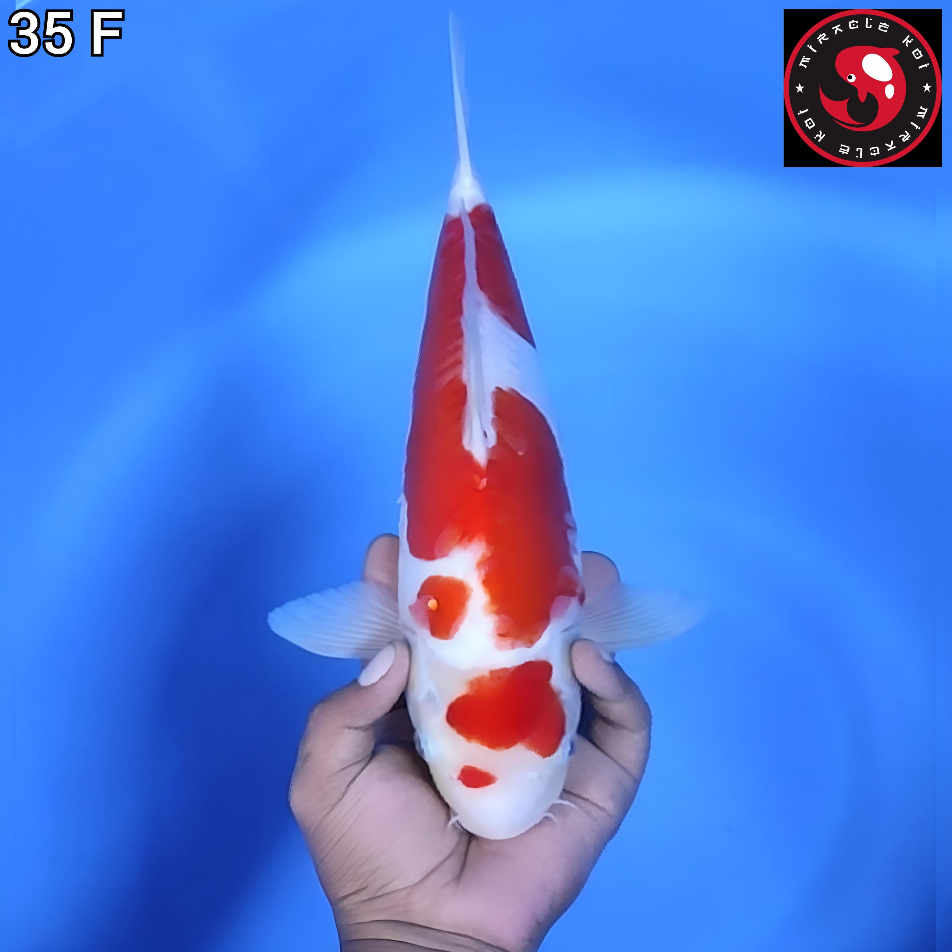 DOITSU ORIGINAL 35cm