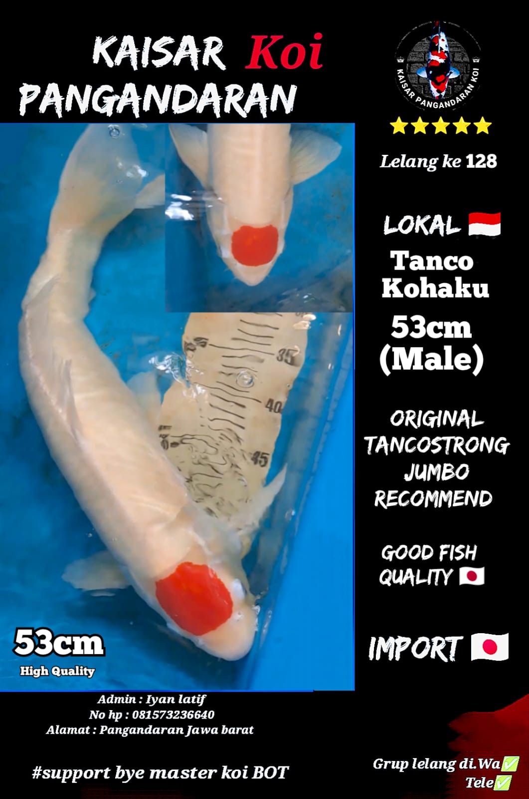 TANCO KOHAKU 53cm ORIGINAL TANCO STRONG