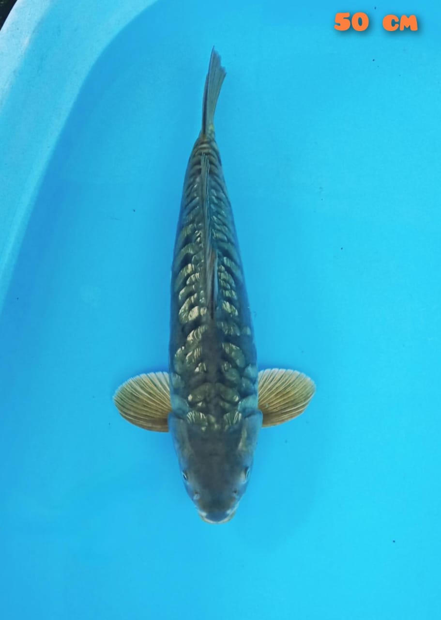 ARAGOKE JUMBO 50cm MALE