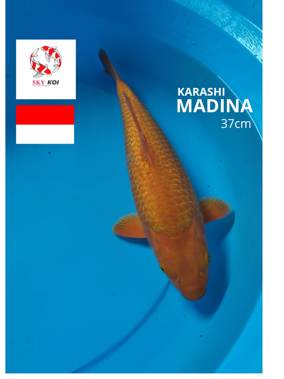 KARAMEL GINRIN 37cm