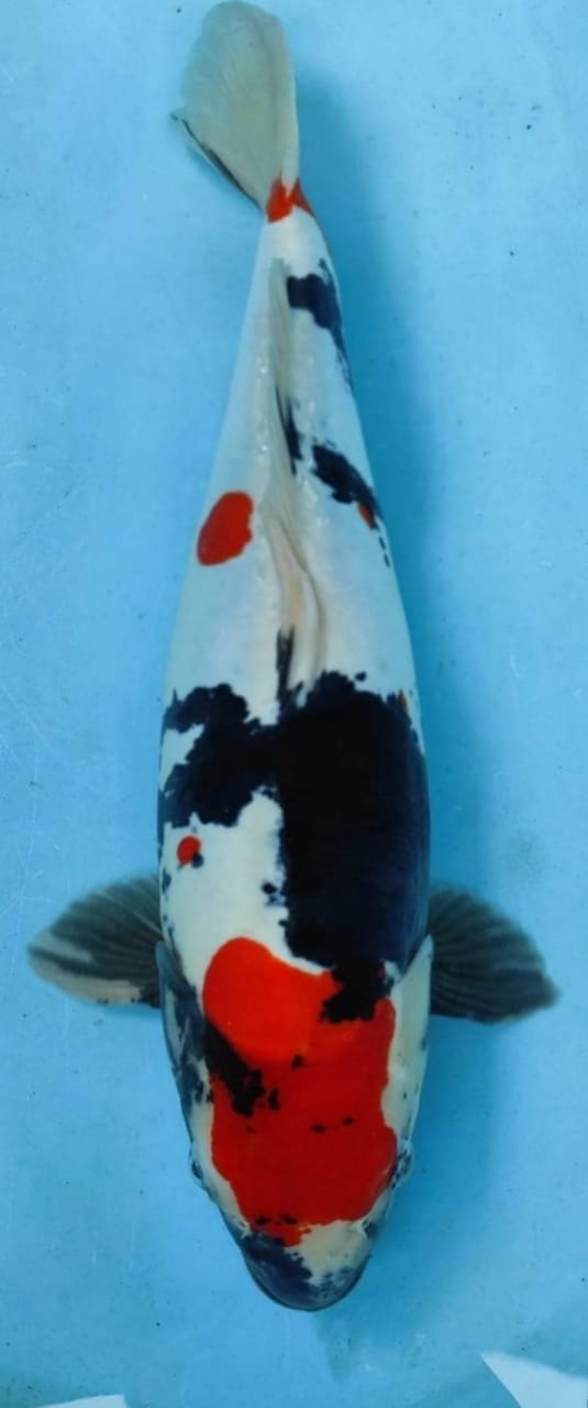 SHOWA DHOITSU 51cm