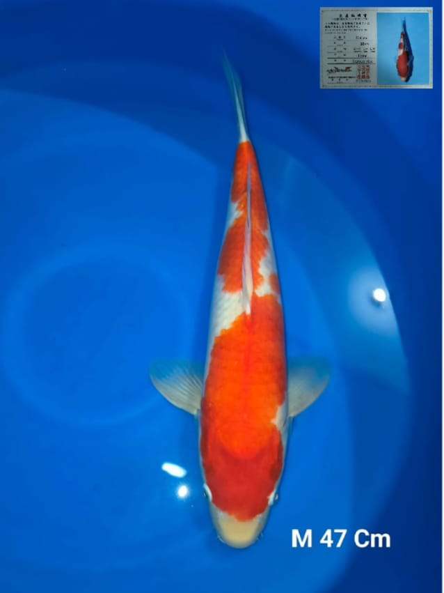 Ikan Koi KOHAKU IMPORT FARM MATSUE SERTIFIKAT MALE 47cm, lelang koi KOHAKU IMPORT FARM MATSUE SERTIFIKAT MALE 47cm, jual koi KOHAKU IMPORT FARM MATSUE SERTIFIKAT MALE 47cm, beli koi KOHAKU IMPORT FARM MATSUE SERTIFIKAT MALE 47cm, Lelang Koi Online, Jual Beli Ikan Koi, Pusat Jual Beli Koi, Info Lelang Koi Hari Ini, Platform Jual Beli Koi, Jual Beli Ikan Koi Online, Marketplace Ikan Koi, Jual Koi Terbaik, Tempat Beli Koi Berkualitas, Pasar Ikan Koi Online Terpercaya, Penjual Ikan Koi Terpercaya, Beli Koi Hias Online, Ikan Koi untuk Dijual, Koi Kualitas Terbaik, Toko Online Ikan Koi, Koi Hias Untuk Dijual, Jual Beli Ikan Koi Lokal, Koi Indonesia Online, Pusat Jual Beli Koi Terbesar