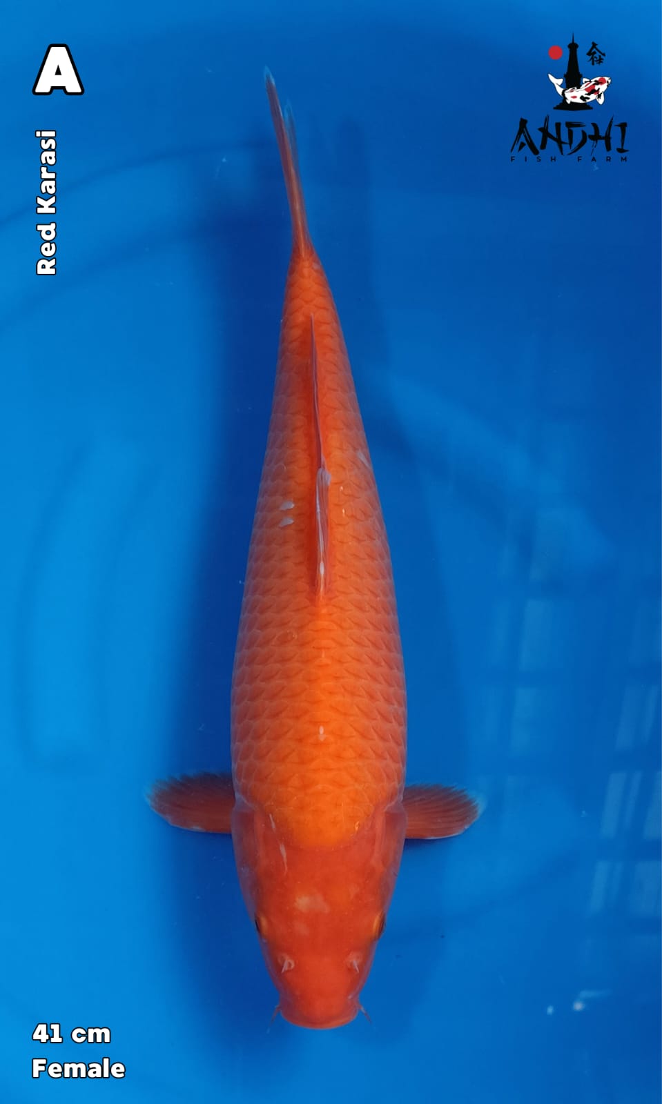RED KARASI 41cm