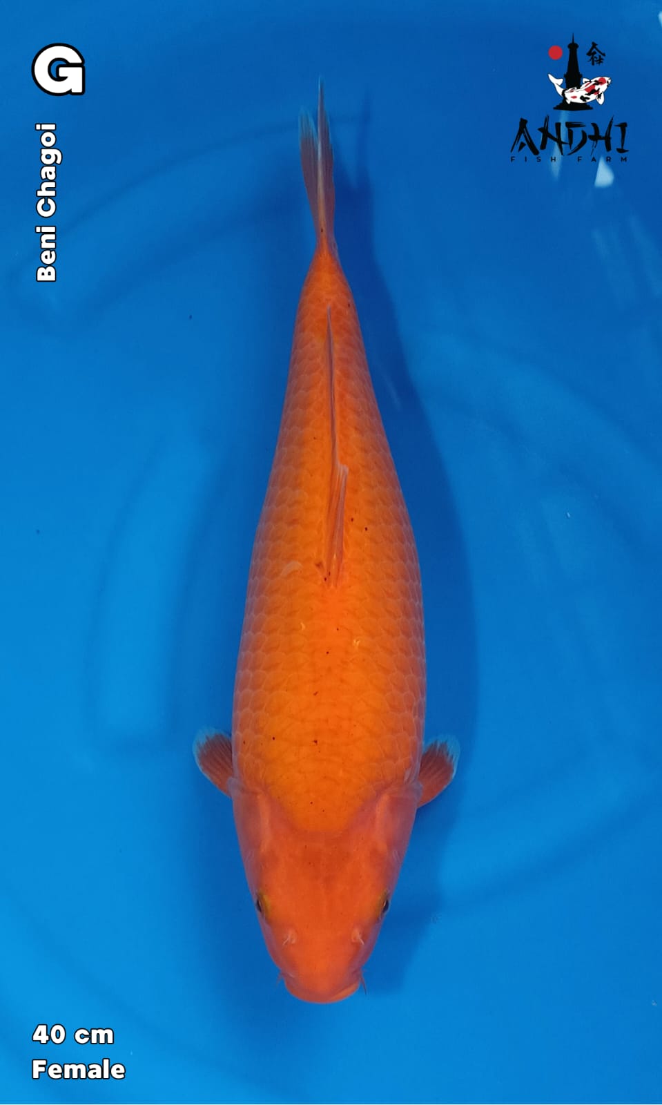 RED KARASI 40cm
