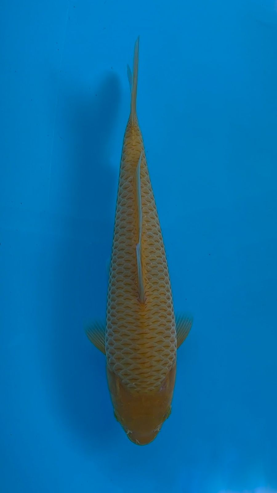 KARASI CORN 28cm