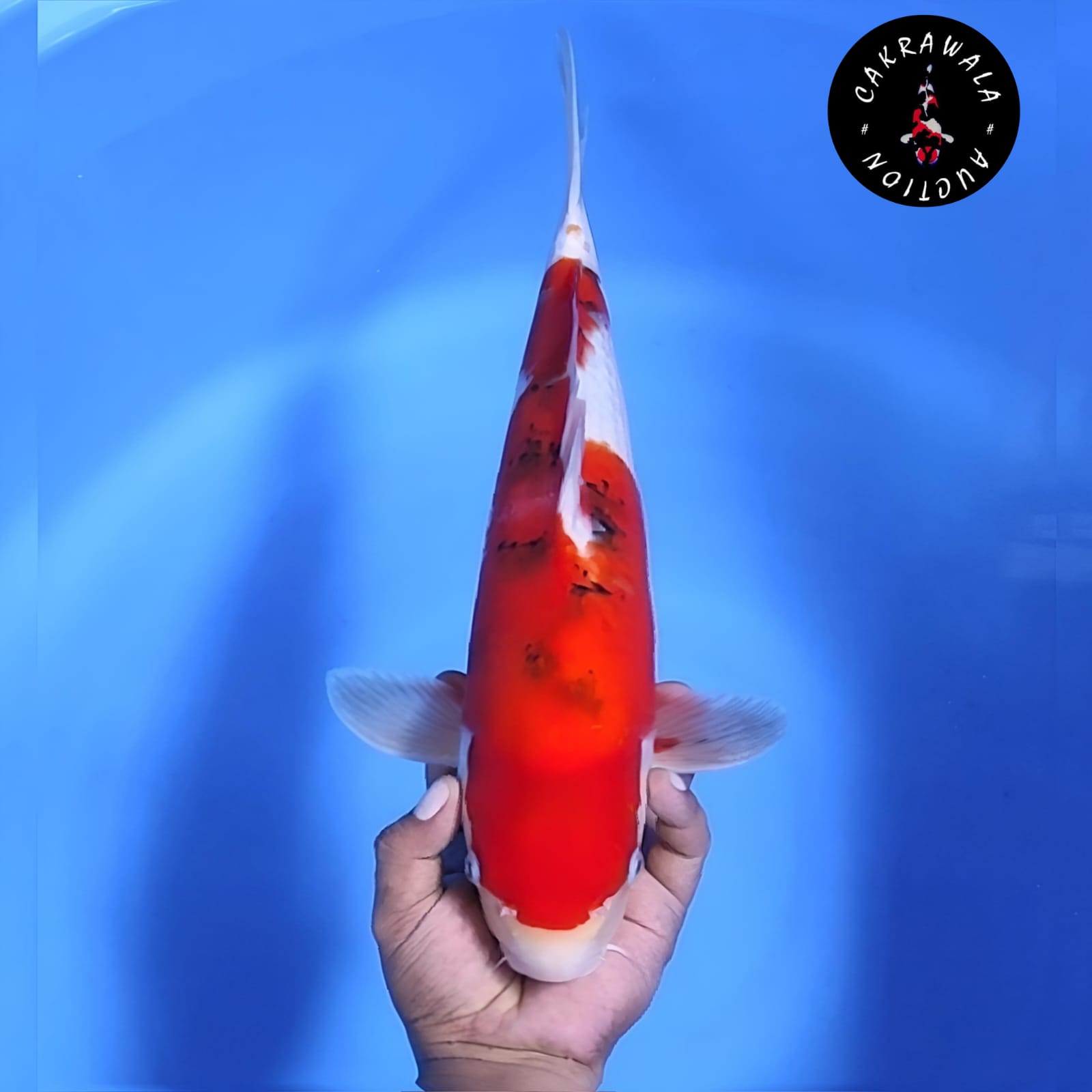SANKE 45cm