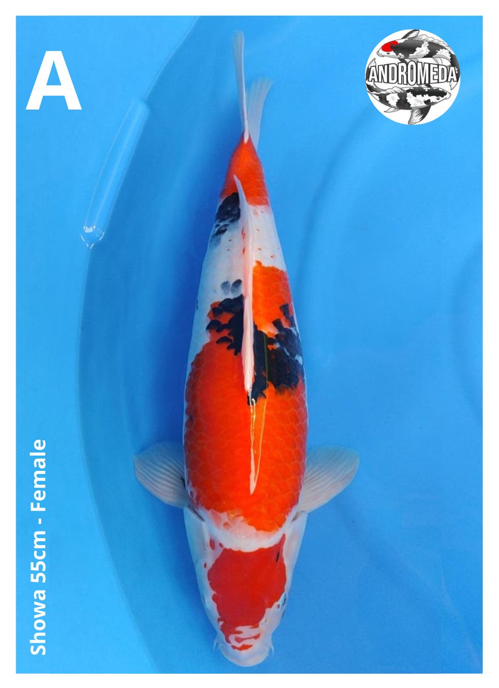 SHOWA 55cm