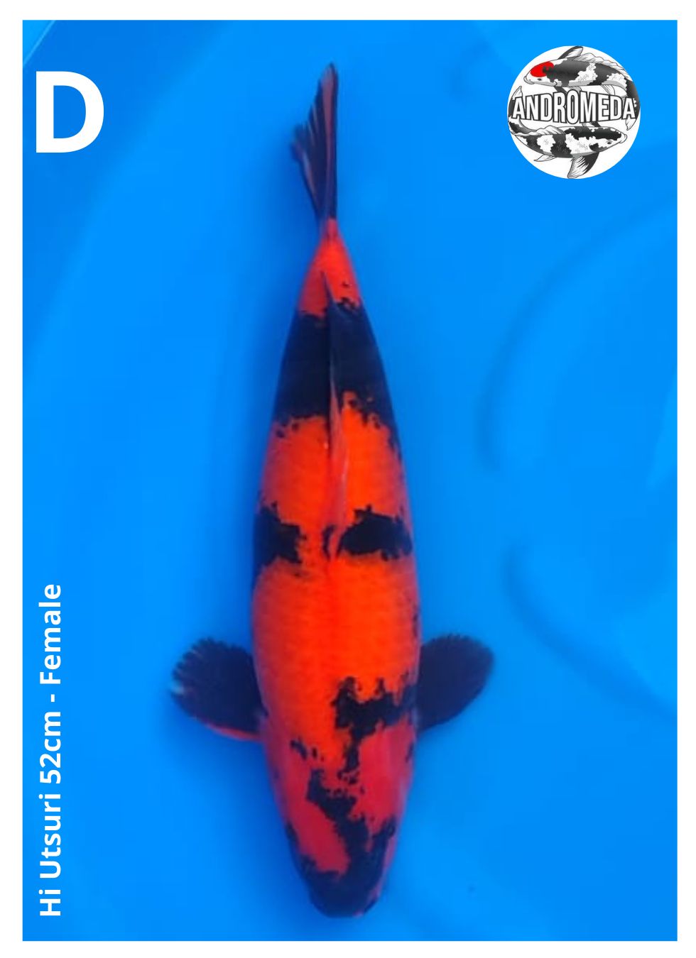 HI UTSURI 52cm