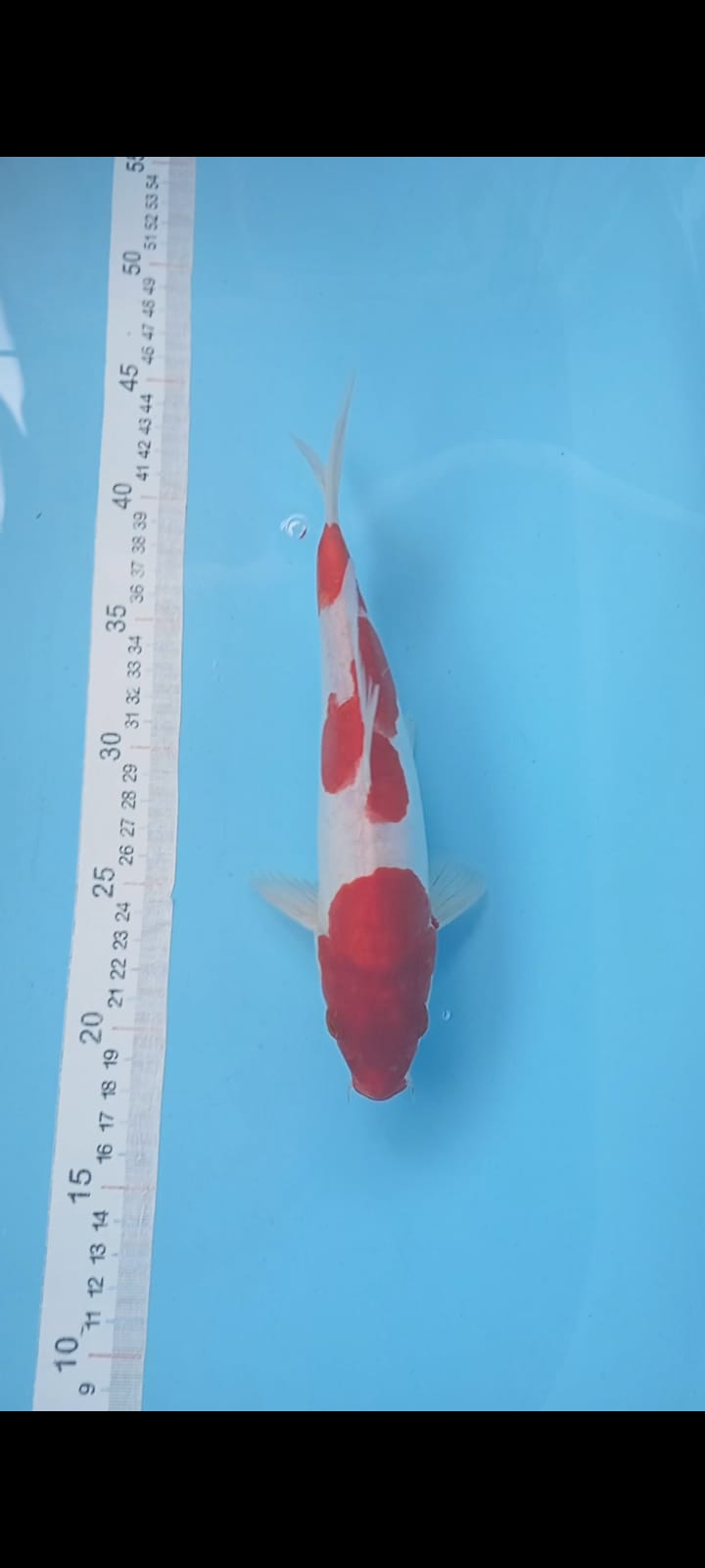 KOHAKU DOITSU MURNI 25cm