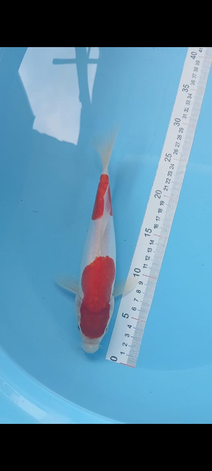 KOHAKU DOITSU 25cm