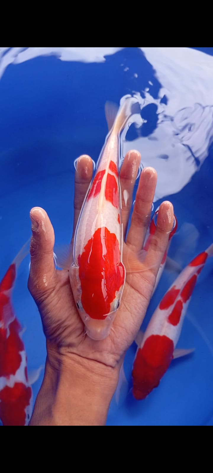 KOHAKU 2 STEP 25cm