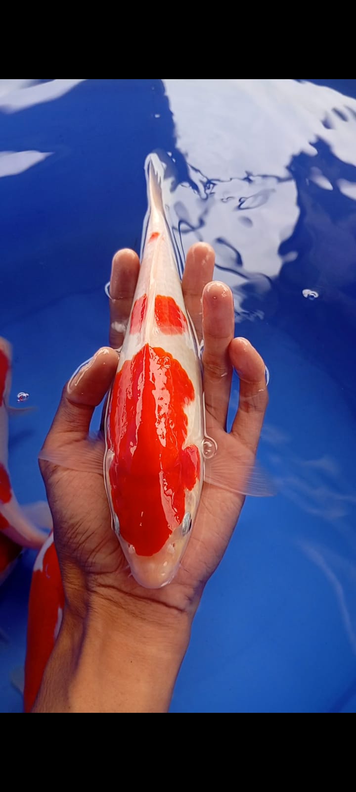 KOHAKU 3 STEP 27cm