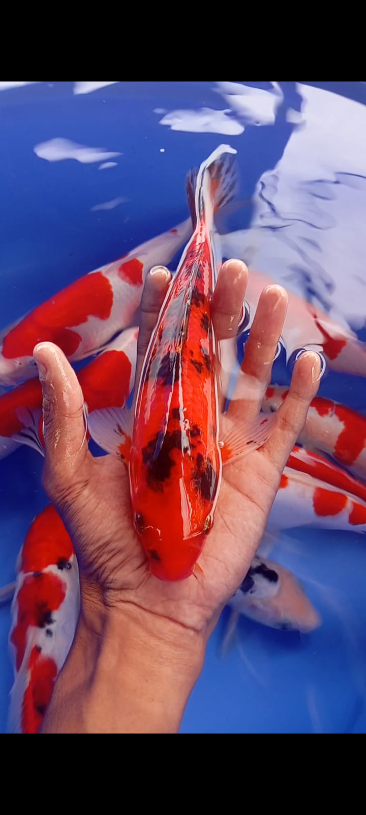 AKA SANKE 27cm